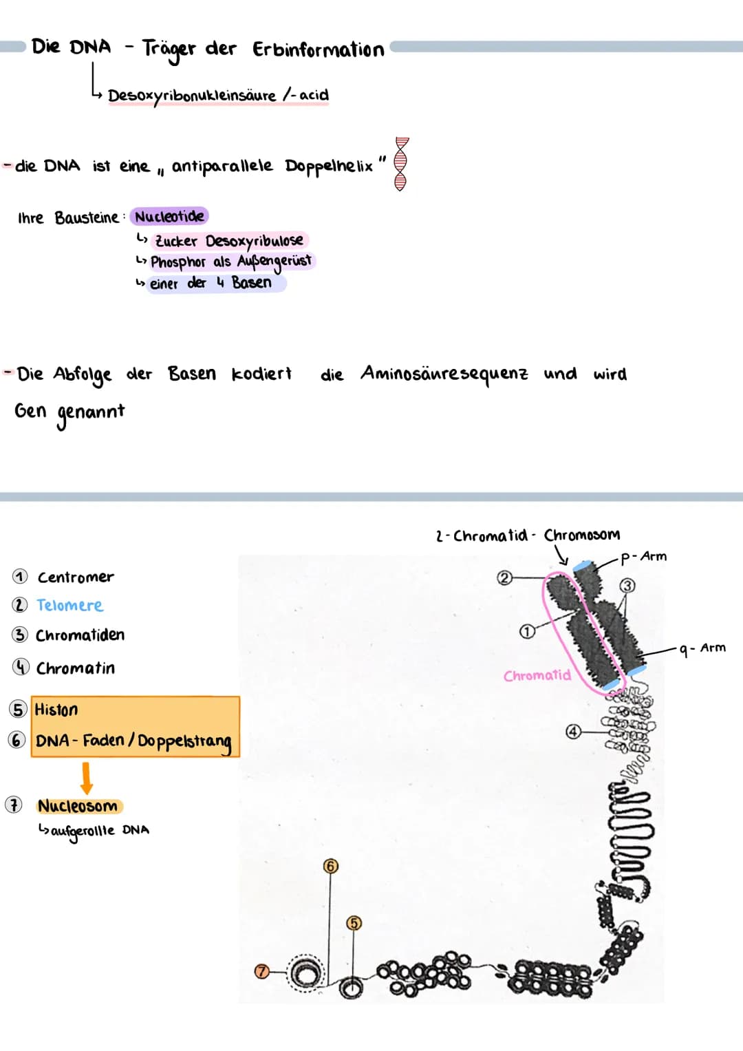 Bausteine der DNA
Phosphat
A+T
3'-Ende
außen am DNA - Strang
Thymin
5'- Ende
CH₂
TN-HN
C
O H-N
O
N-H.........
O
Cytosin
N
Adenin
C+G
Aufbau 