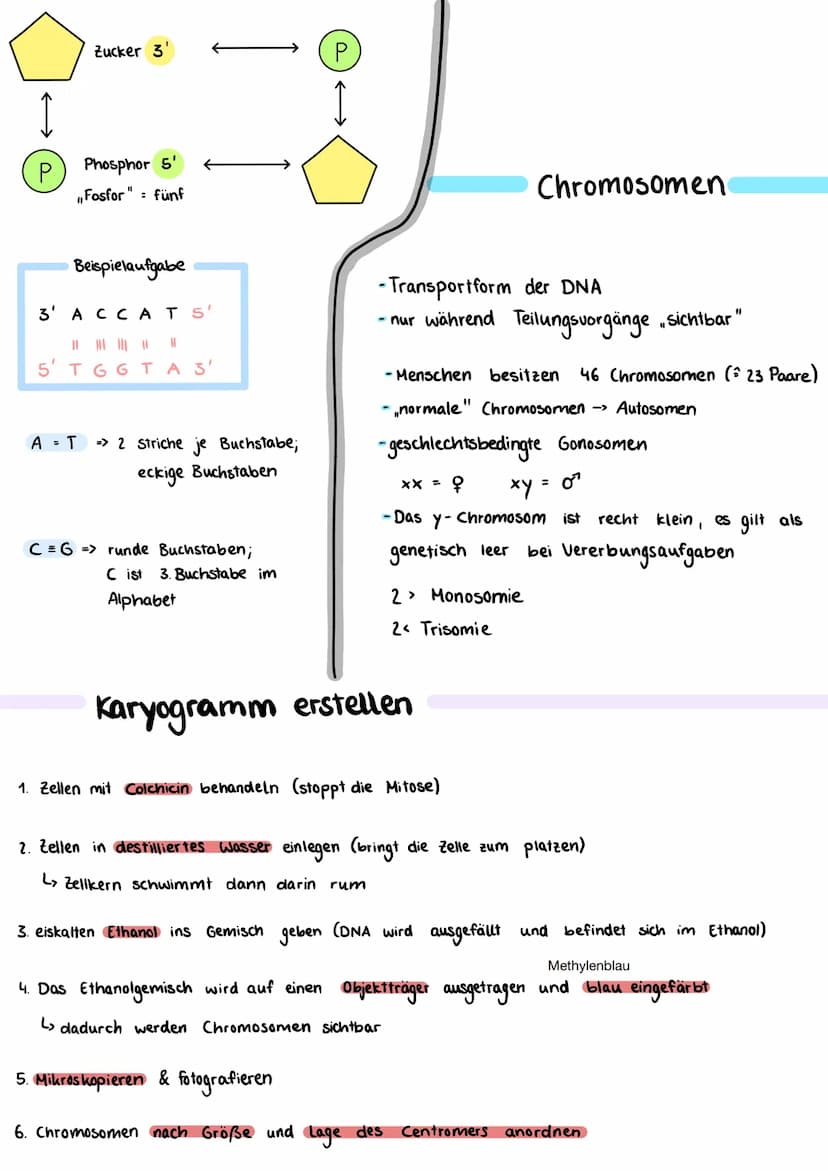 Bausteine der DNA
Phosphat
A+T
3'-Ende
außen am DNA - Strang
Thymin
5'- Ende
CH₂
TN-HN
C
O H-N
O
N-H.........
O
Cytosin
N
Adenin
C+G
Aufbau 