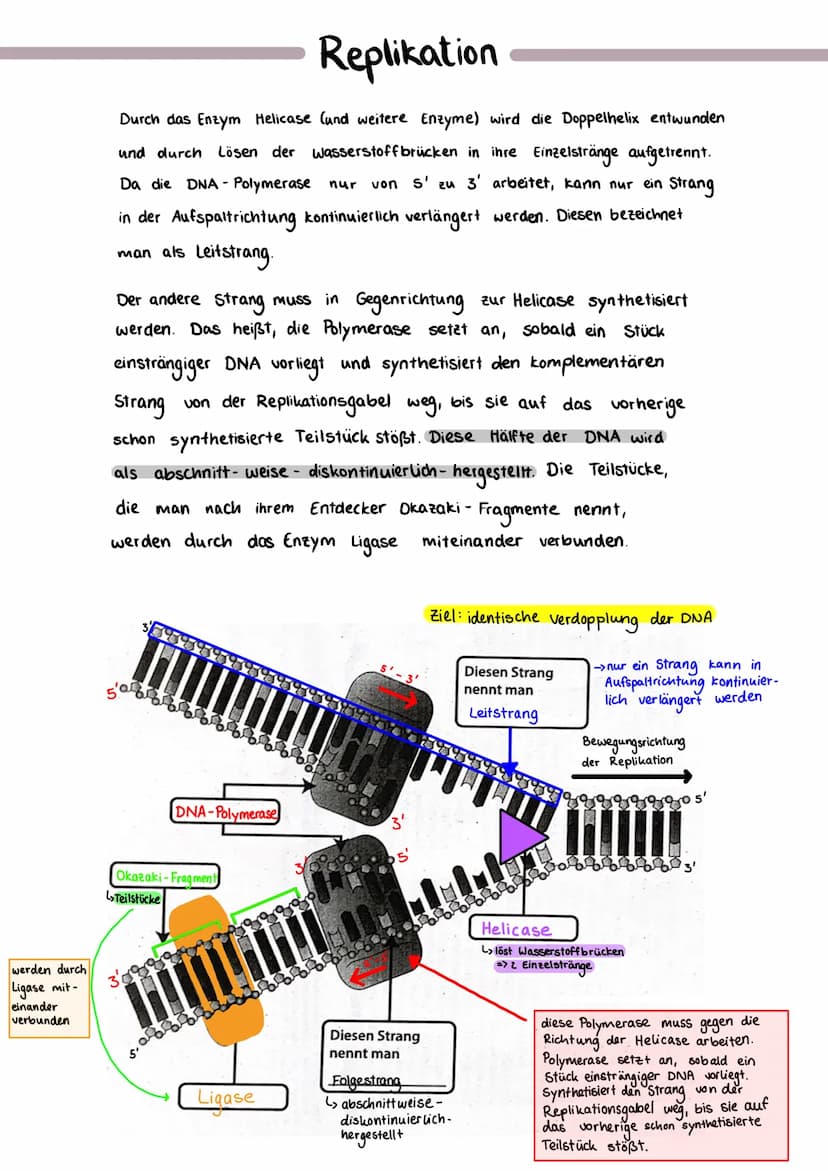 Bausteine der DNA
Phosphat
A+T
3'-Ende
außen am DNA - Strang
Thymin
5'- Ende
CH₂
TN-HN
C
O H-N
O
N-H.........
O
Cytosin
N
Adenin
C+G
Aufbau 