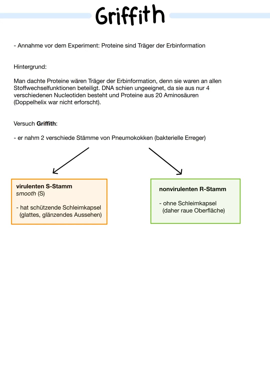 Bausteine der DNA
Phosphat
A+T
3'-Ende
außen am DNA - Strang
Thymin
5'- Ende
CH₂
TN-HN
C
O H-N
O
N-H.........
O
Cytosin
N
Adenin
C+G
Aufbau 