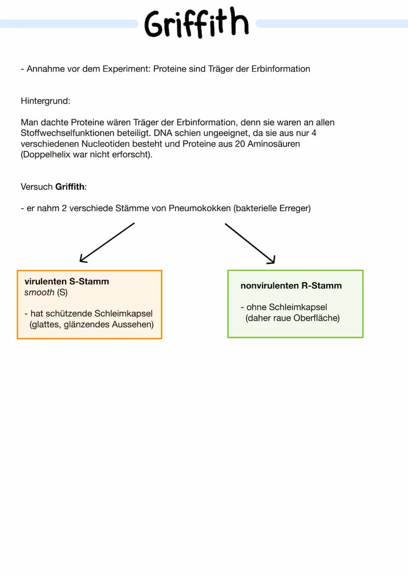 Bausteine der DNA
Phosphat
A+T
3'-Ende
außen am DNA - Strang
Thymin
5'- Ende
CH₂
TN-HN
C
O H-N
O
N-H.........
O
Cytosin
N
Adenin
C+G
Aufbau 