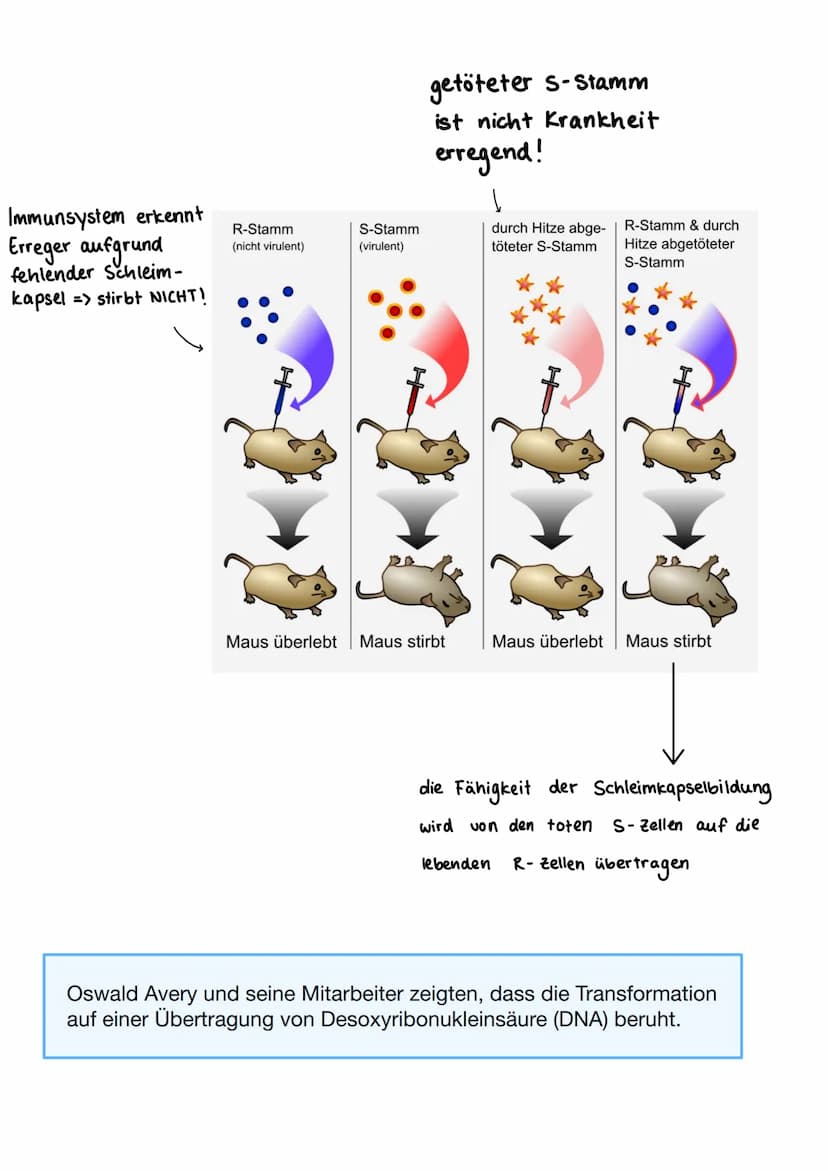 Bausteine der DNA
Phosphat
A+T
3'-Ende
außen am DNA - Strang
Thymin
5'- Ende
CH₂
TN-HN
C
O H-N
O
N-H.........
O
Cytosin
N
Adenin
C+G
Aufbau 