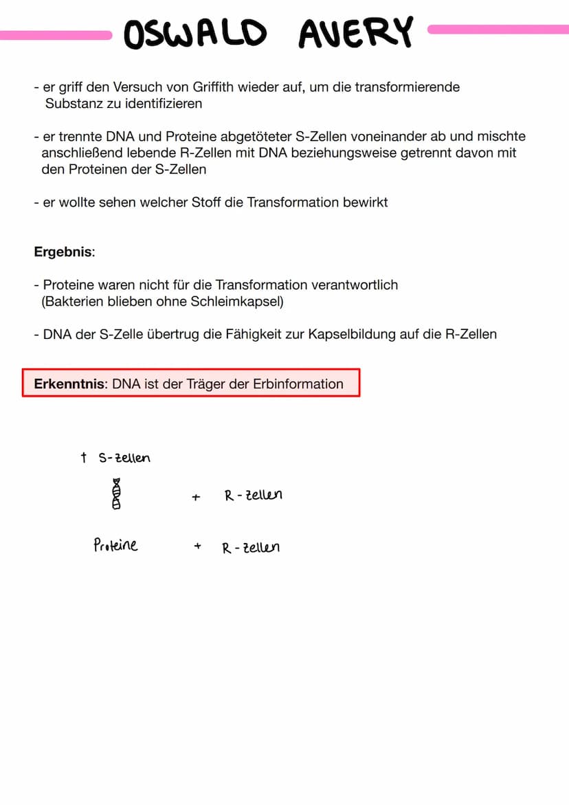 Bausteine der DNA
Phosphat
A+T
3'-Ende
außen am DNA - Strang
Thymin
5'- Ende
CH₂
TN-HN
C
O H-N
O
N-H.........
O
Cytosin
N
Adenin
C+G
Aufbau 
