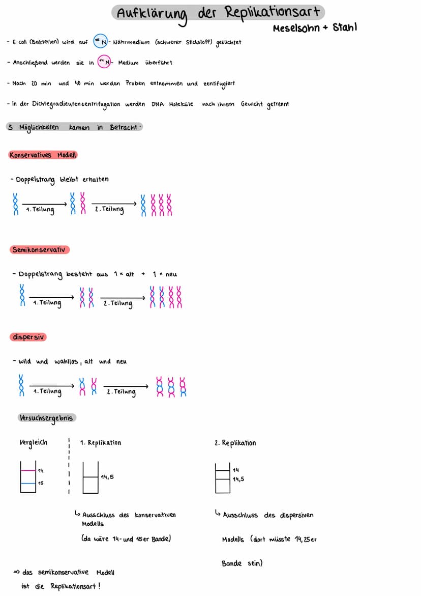 Bausteine der DNA
Phosphat
A+T
3'-Ende
außen am DNA - Strang
Thymin
5'- Ende
CH₂
TN-HN
C
O H-N
O
N-H.........
O
Cytosin
N
Adenin
C+G
Aufbau 