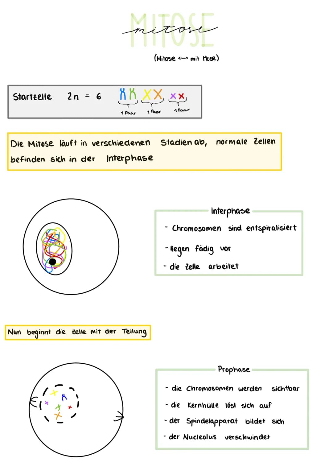 Bausteine der DNA
Phosphat
A+T
3'-Ende
außen am DNA - Strang
Thymin
5'- Ende
CH₂
TN-HN
C
O H-N
O
N-H.........
O
Cytosin
N
Adenin
C+G
Aufbau 