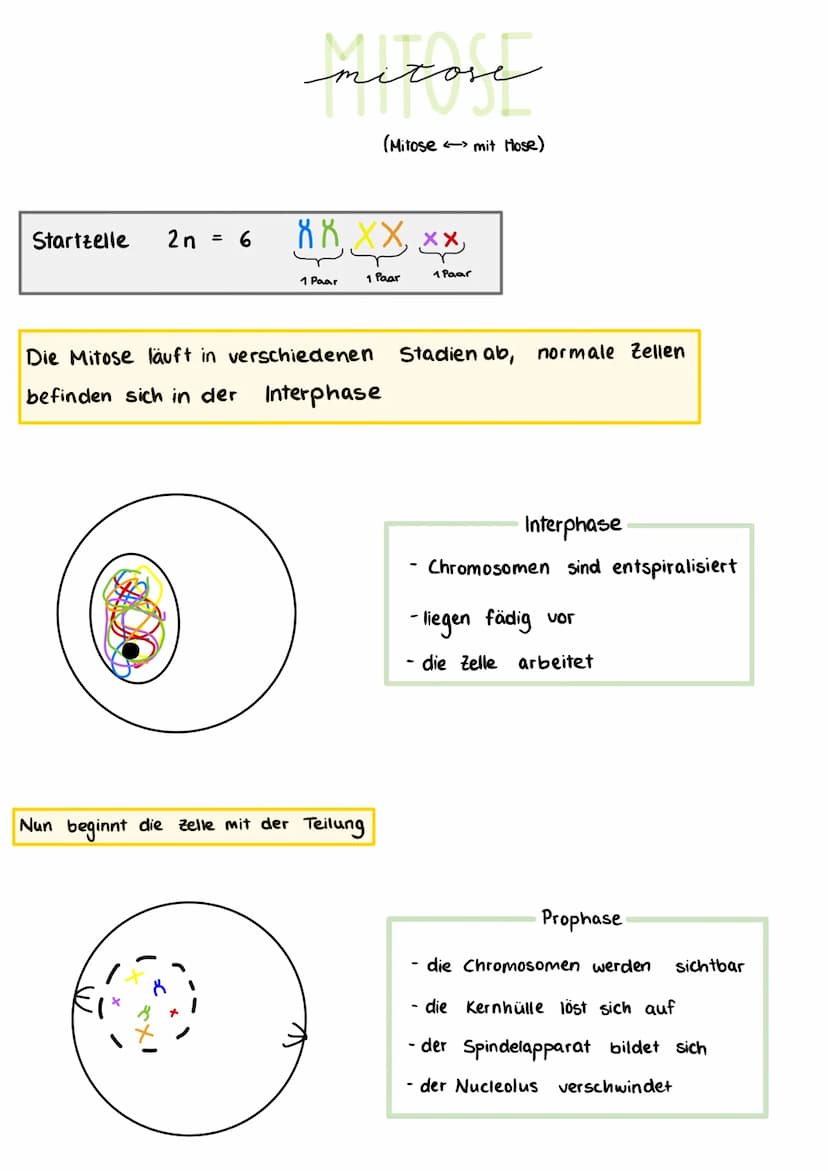 Bausteine der DNA
Phosphat
A+T
3'-Ende
außen am DNA - Strang
Thymin
5'- Ende
CH₂
TN-HN
C
O H-N
O
N-H.........
O
Cytosin
N
Adenin
C+G
Aufbau 