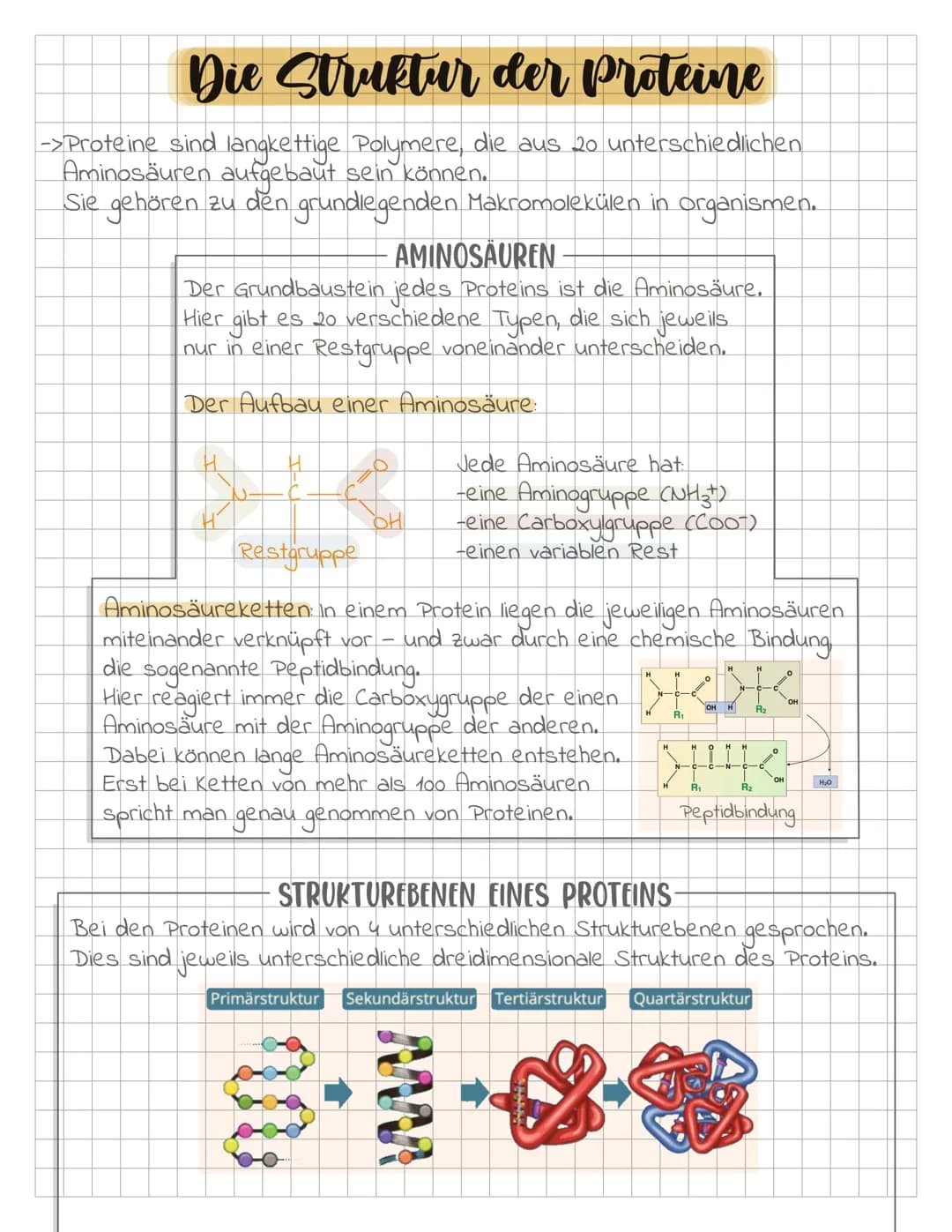 Die Struktur der Proteine
->Proteine sind langkettige Polymere, die aus 20 unterschiedlichen
Aminosäuren aufgebaut sein können.
Sie gehören 