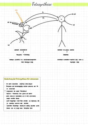 Know Fotosynthese Lernzettel thumbnail