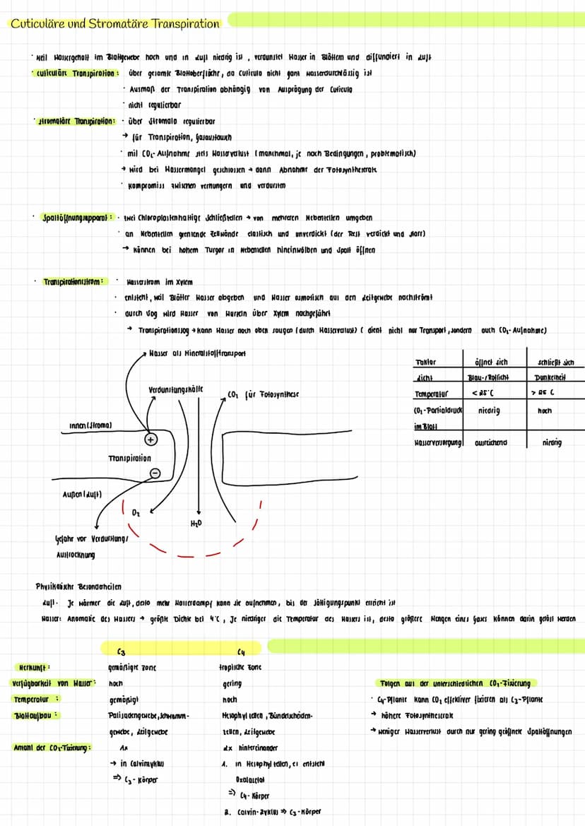 H₂O K
→
H₂0
dicht
Transpiration
autotroph: selbsternährend
Сб На2 06
Fotosynthese Zellatmung
Fotosynthese
autotrophe Assimilation aus körper