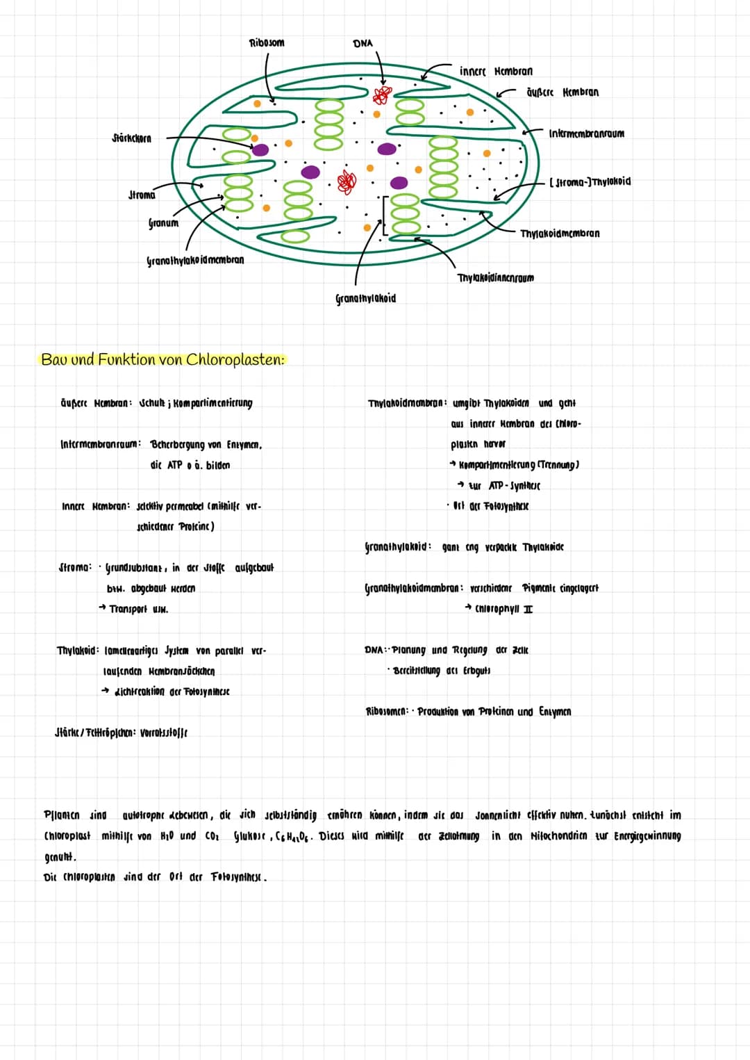 H₂O K
→
H₂0
dicht
Transpiration
autotroph: selbsternährend
Сб На2 06
Fotosynthese Zellatmung
Fotosynthese
autotrophe Assimilation aus körper