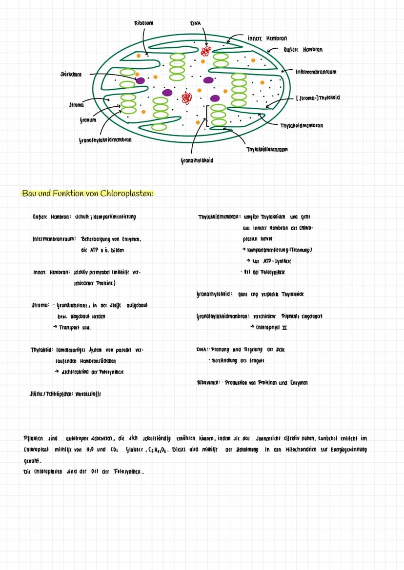 H₂O K
→
H₂0
dicht
Transpiration
autotroph: selbsternährend
Сб На2 06
Fotosynthese Zellatmung
Fotosynthese
autotrophe Assimilation aus körper