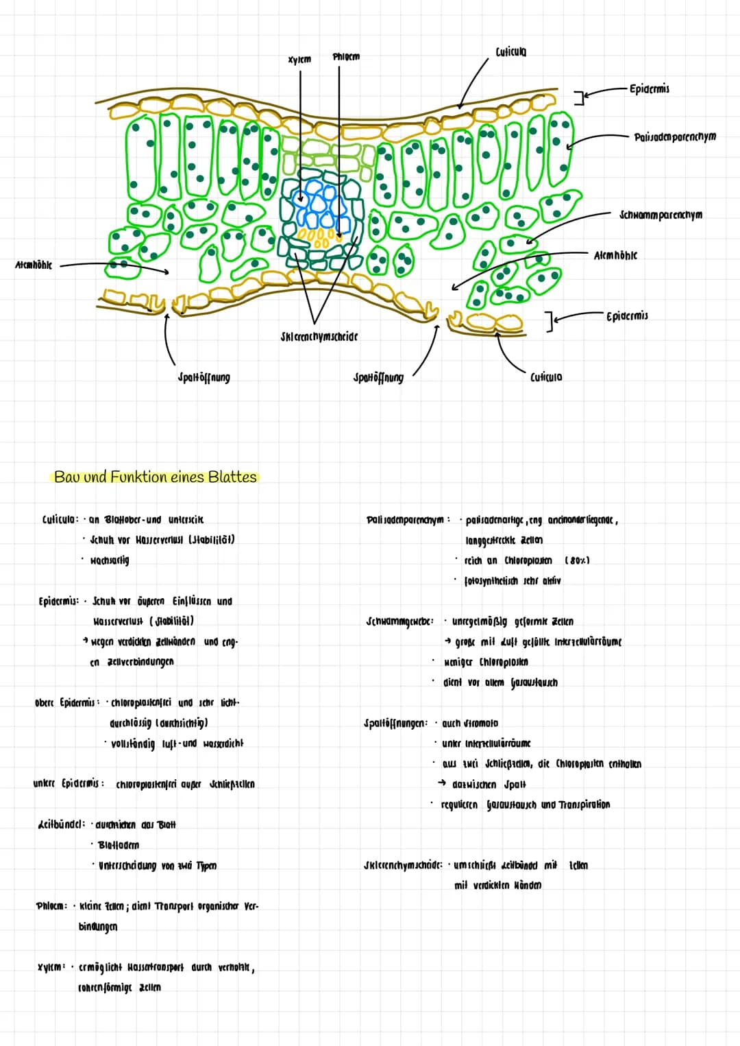 H₂O K
→
H₂0
dicht
Transpiration
autotroph: selbsternährend
Сб На2 06
Fotosynthese Zellatmung
Fotosynthese
autotrophe Assimilation aus körper
