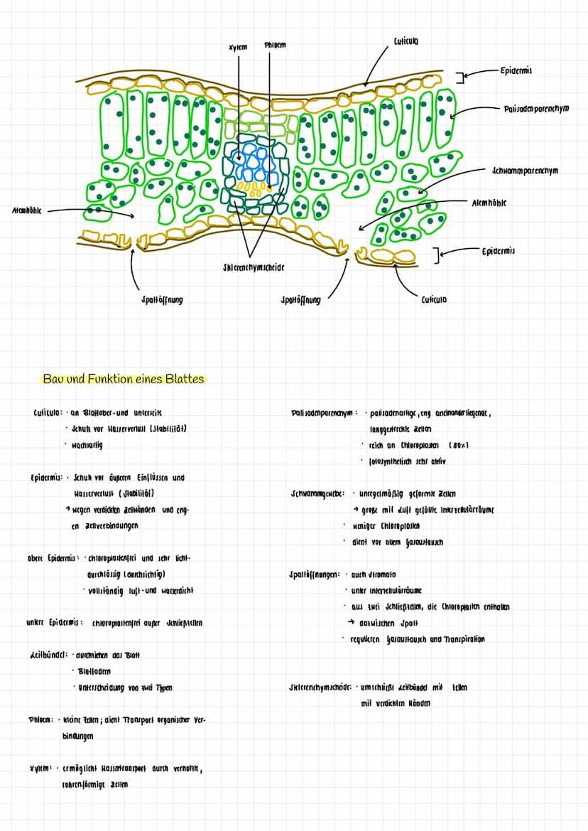 H₂O K
→
H₂0
dicht
Transpiration
autotroph: selbsternährend
Сб На2 06
Fotosynthese Zellatmung
Fotosynthese
autotrophe Assimilation aus körper