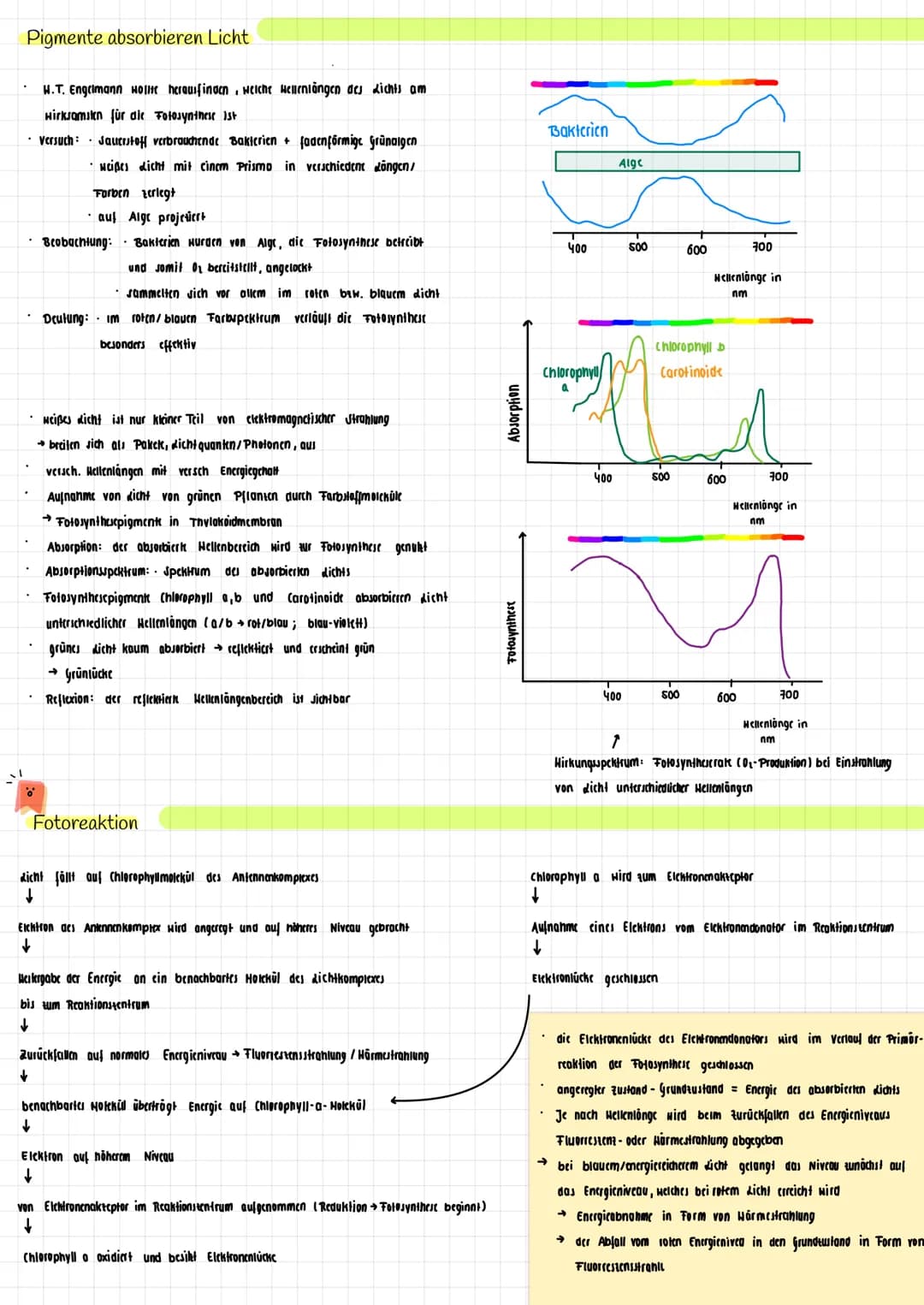 H₂O K
→
H₂0
dicht
Transpiration
autotroph: selbsternährend
Сб На2 06
Fotosynthese Zellatmung
Fotosynthese
autotrophe Assimilation aus körper