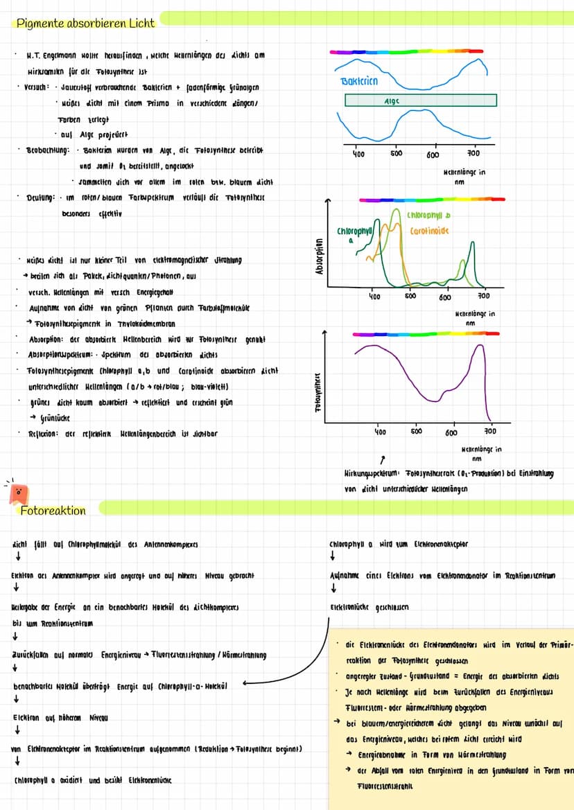 H₂O K
→
H₂0
dicht
Transpiration
autotroph: selbsternährend
Сб На2 06
Fotosynthese Zellatmung
Fotosynthese
autotrophe Assimilation aus körper