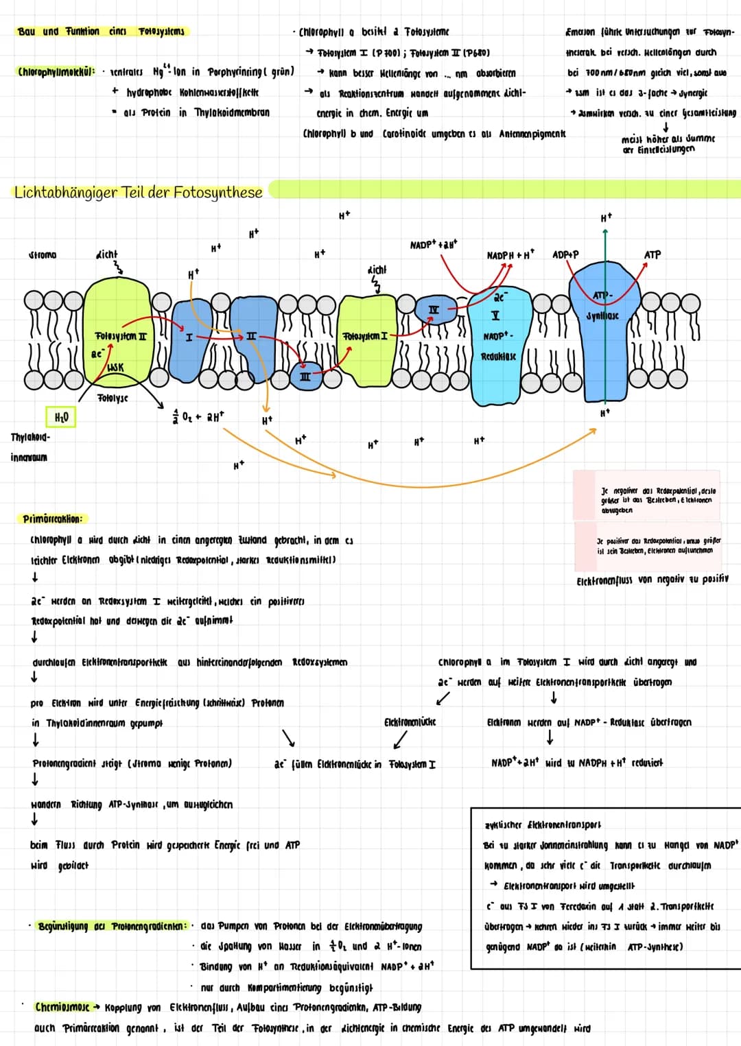 H₂O K
→
H₂0
dicht
Transpiration
autotroph: selbsternährend
Сб На2 06
Fotosynthese Zellatmung
Fotosynthese
autotrophe Assimilation aus körper