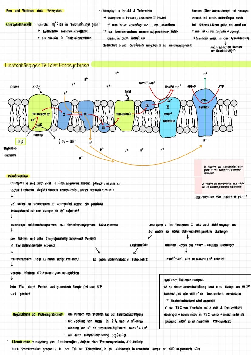 H₂O K
→
H₂0
dicht
Transpiration
autotroph: selbsternährend
Сб На2 06
Fotosynthese Zellatmung
Fotosynthese
autotrophe Assimilation aus körper