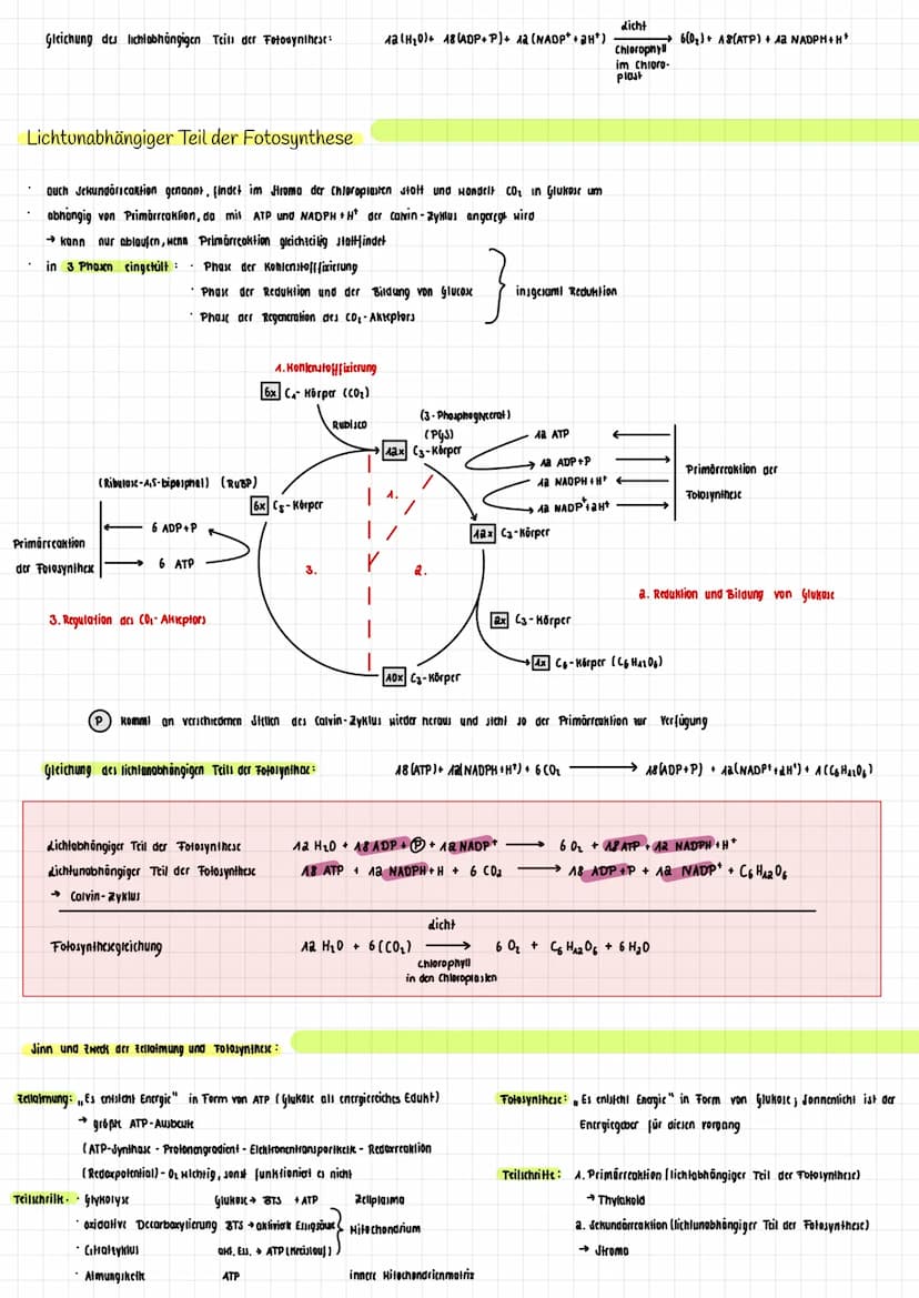 H₂O K
→
H₂0
dicht
Transpiration
autotroph: selbsternährend
Сб На2 06
Fotosynthese Zellatmung
Fotosynthese
autotrophe Assimilation aus körper