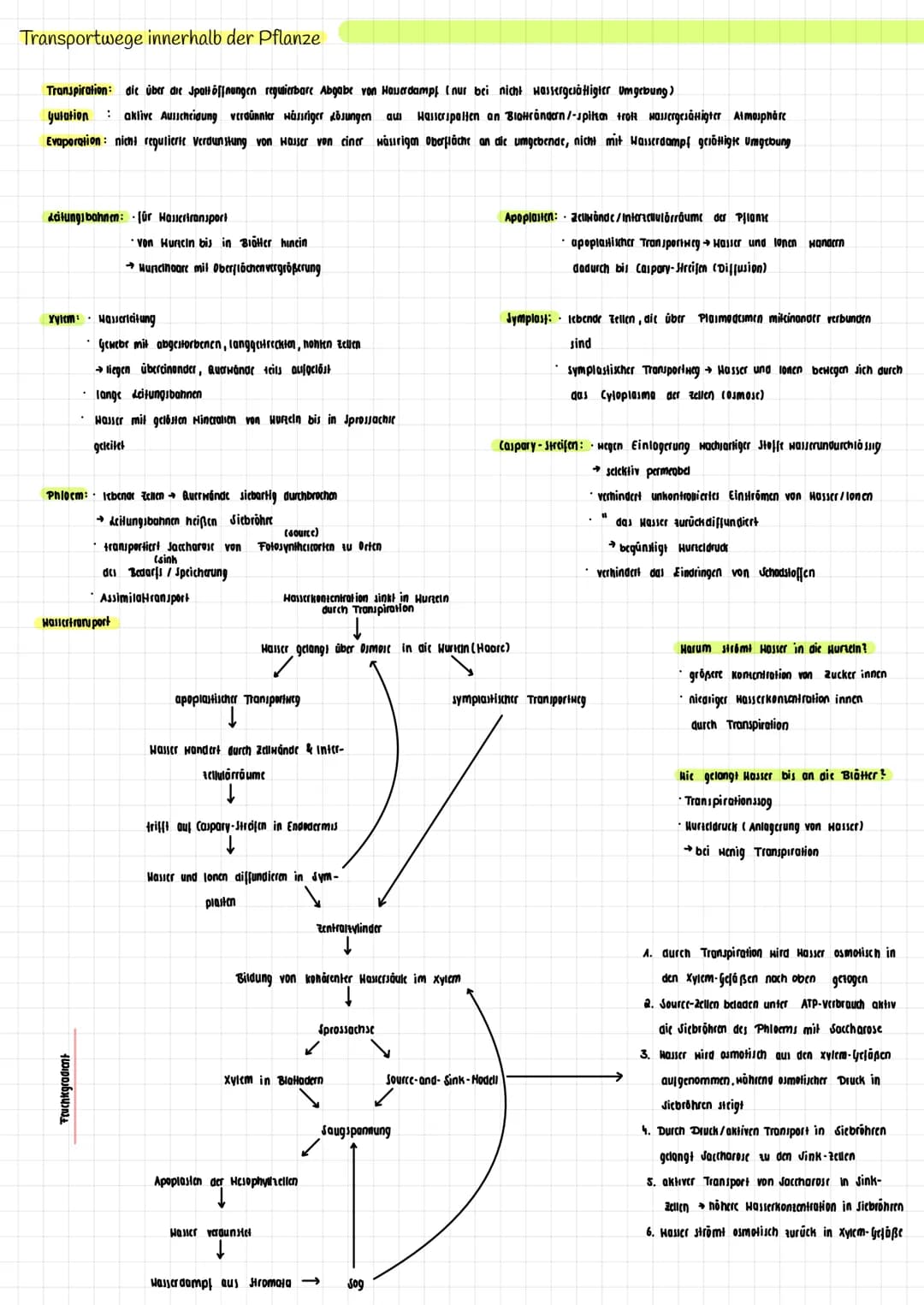 H₂O K
→
H₂0
dicht
Transpiration
autotroph: selbsternährend
Сб На2 06
Fotosynthese Zellatmung
Fotosynthese
autotrophe Assimilation aus körper