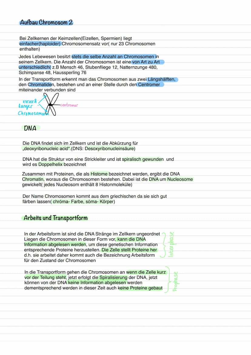 
<h2 id="derhaploidechromosomensatzbeikeimzellen">Der haploide Chromosomensatz bei Keimzellen</h2>
<p>Bei den Zellkernen der Keimzellen, wie