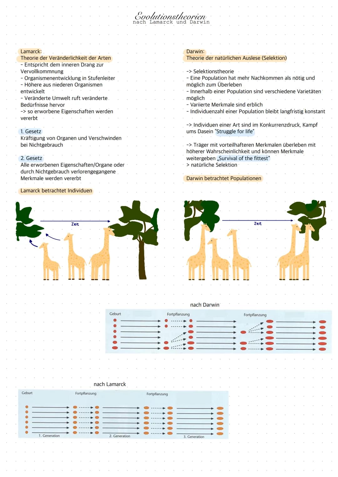 Lamarck:
Theorie der Veränderlichkeit der Arten
- Entspricht dem inneren Drang zur
Vervollkommnung
- Organismenentwicklung in Stufenleiter
-