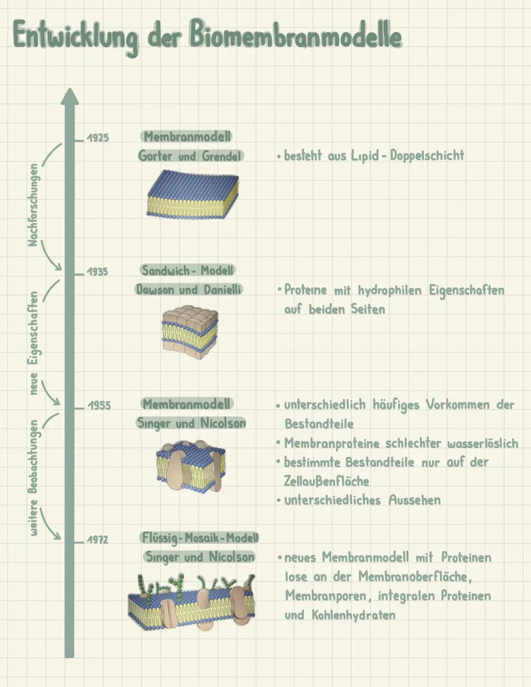 Entwicklung der Biomembranmodelle
Nachforschungen
neue Eigenschaften
weitere Beobachtungen
1925
1935
1955
4972
Membranmodell
Gorter und Gren