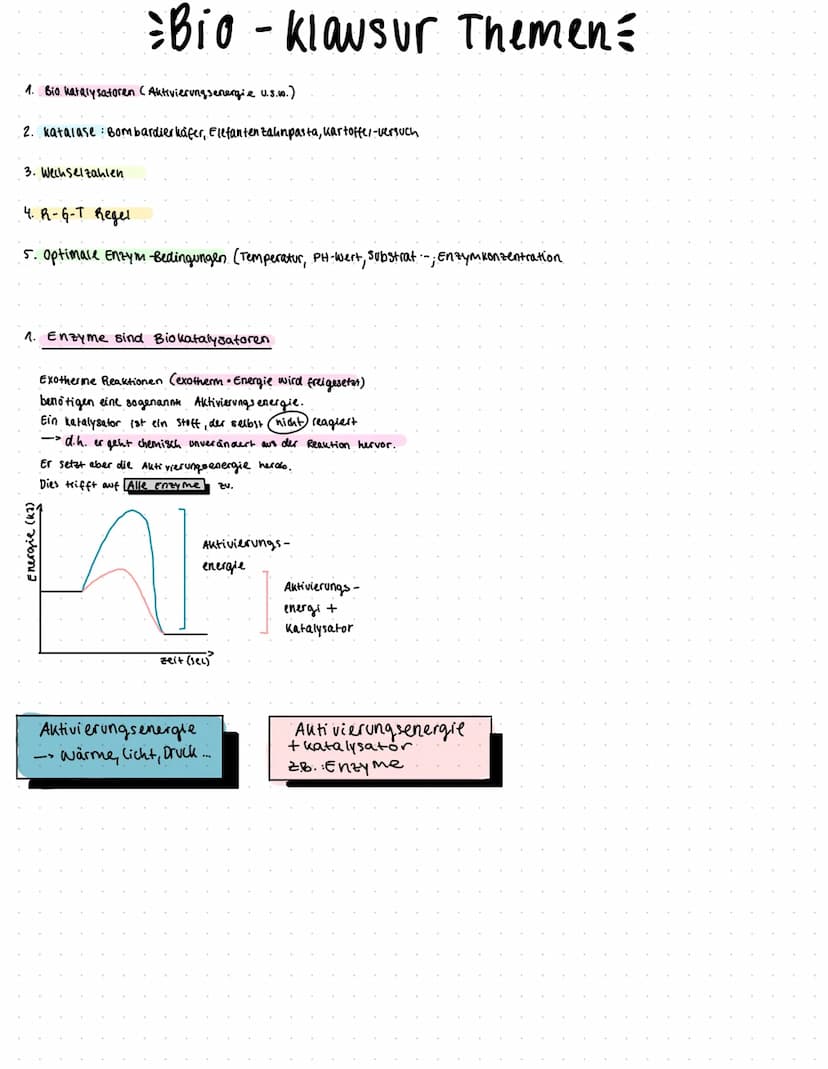 Enzyme und PH-Wert
pepsin
P zu niedriger PH-Wert.
Ho-lonen lagern sich an negativ geladenen Proteinen an
räumliche strukturveränderung
:> De