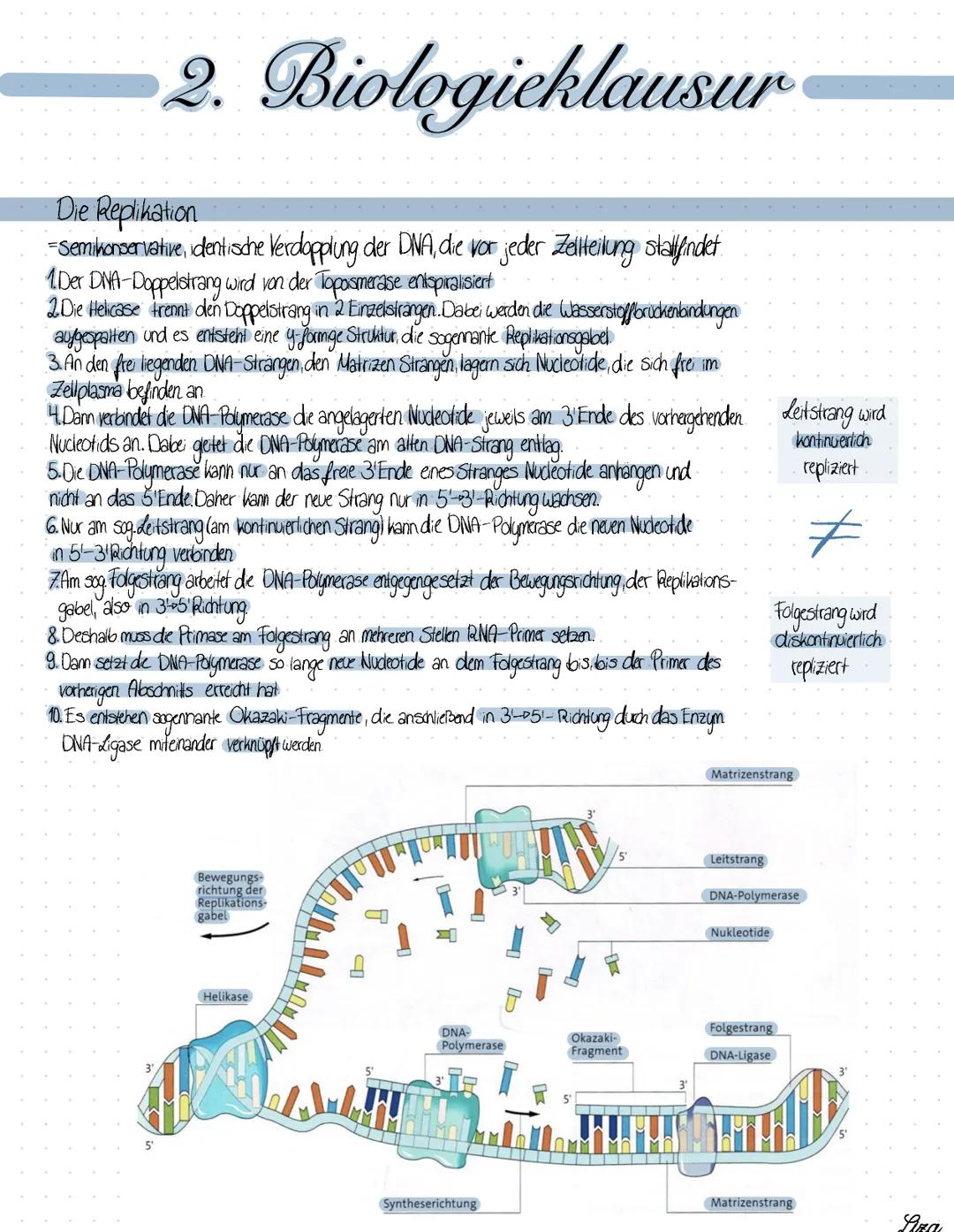 2. Biologieklausur
Die Replikation
- Semikonservative, identische Verdopplung der DNA, die vor jeder Zellteilung stallfindet.
1.Der DNA-Dopp