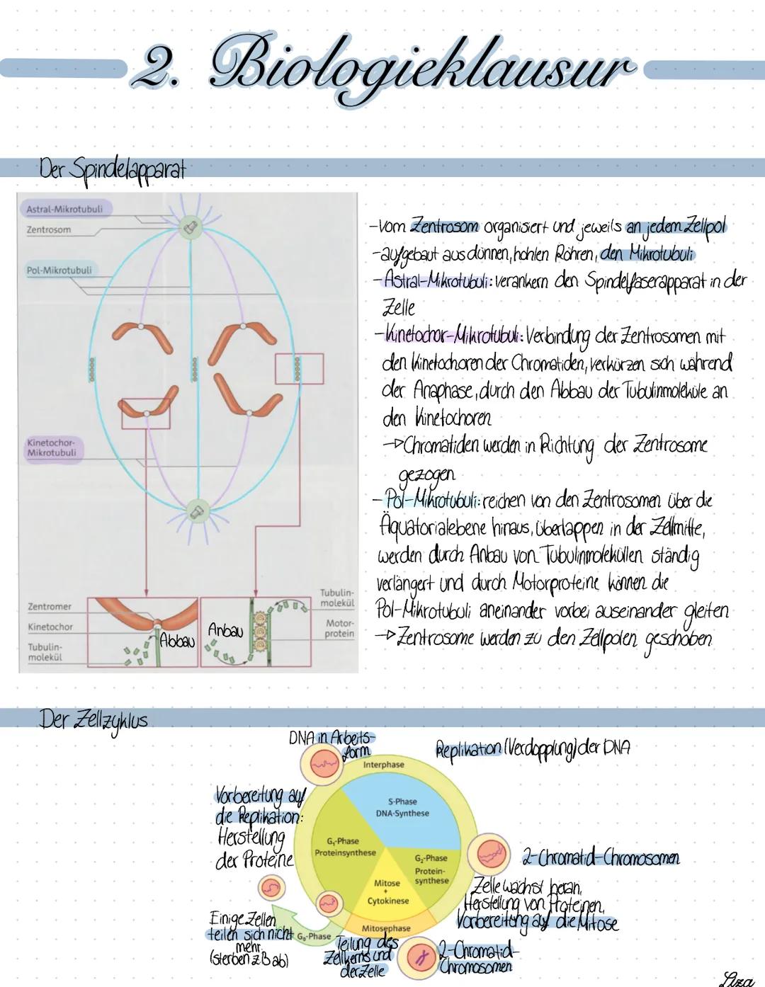 2. Biologieklausur
Die Replikation
- Semikonservative, identische Verdopplung der DNA, die vor jeder Zellteilung stallfindet.
1.Der DNA-Dopp