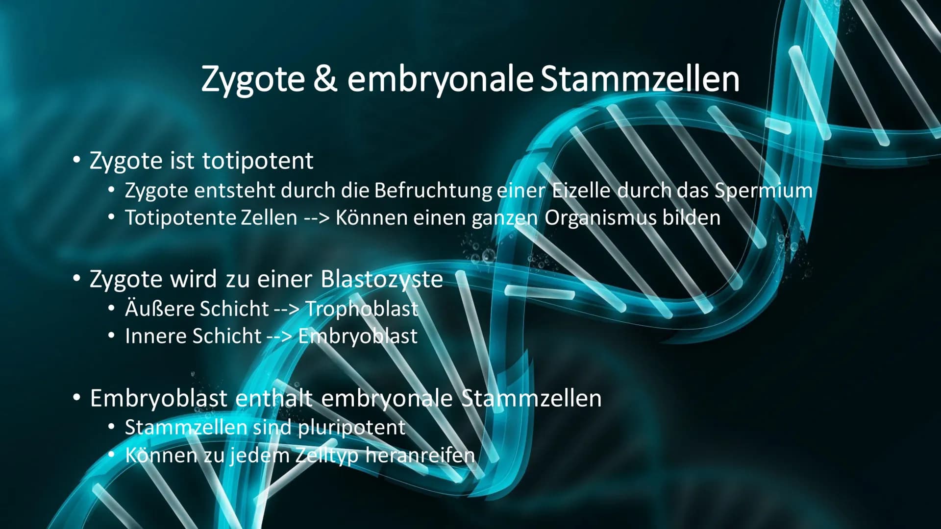 Stammzellen
Made By Meliha,
Bahri, Betül und Jacek Gliederung/Inhaltsverzeichnis
- Zygote & embryonale Stammzellen
- Adulte Stammzellen
- Me