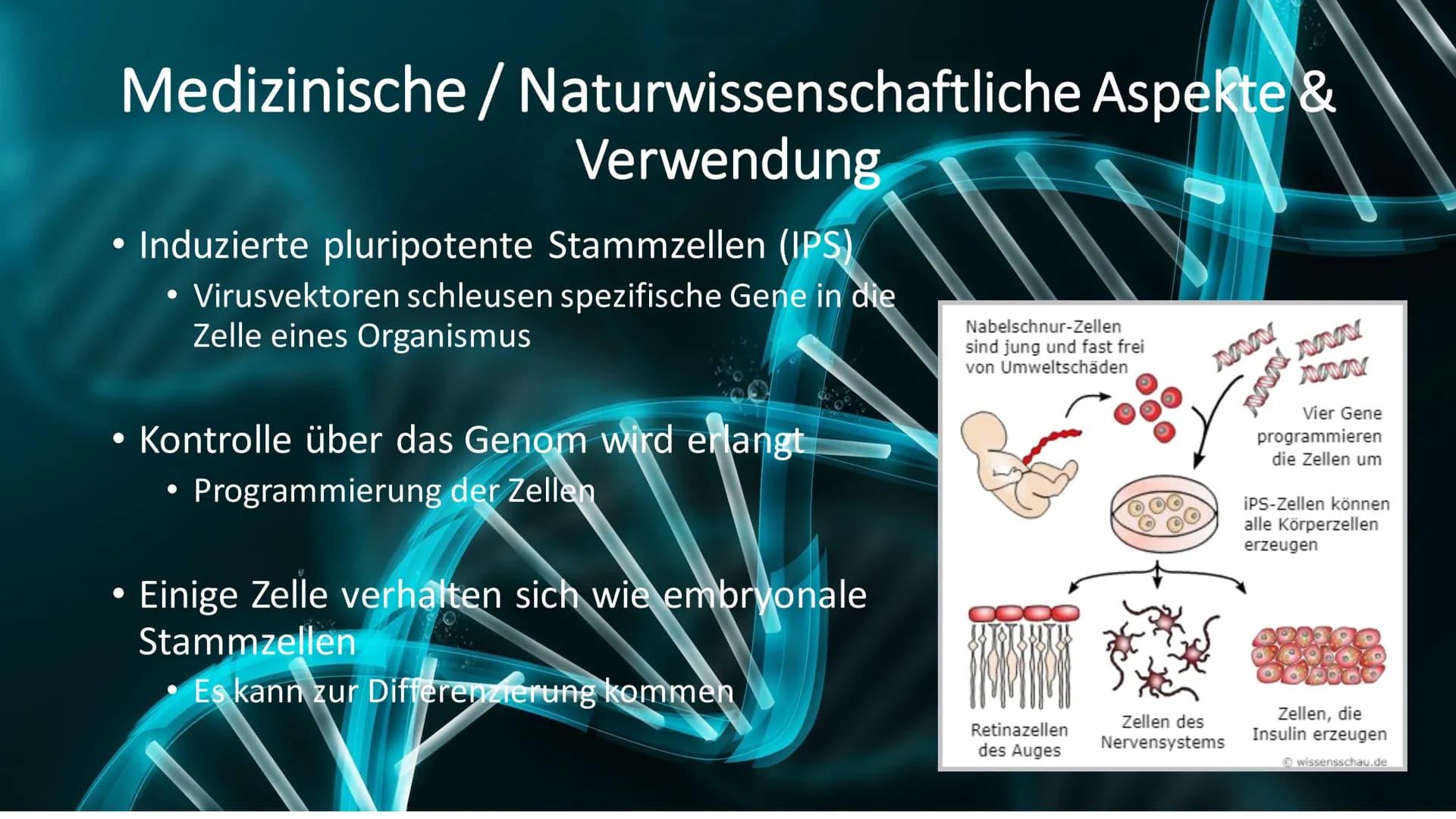 Stammzellen
Made By Meliha,
Bahri, Betül und Jacek Gliederung/Inhaltsverzeichnis
- Zygote & embryonale Stammzellen
- Adulte Stammzellen
- Me