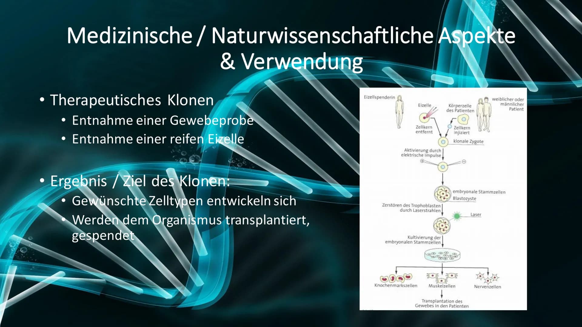 Stammzellen
Made By Meliha,
Bahri, Betül und Jacek Gliederung/Inhaltsverzeichnis
- Zygote & embryonale Stammzellen
- Adulte Stammzellen
- Me
