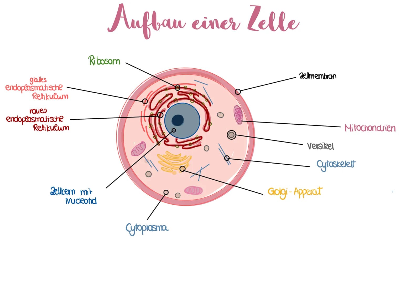 glables
endoplasmatische
Retikulum
raues
endoplasmatische
Retikulum
Aufbau einer
einer Zelle
Ribosom
ellkern mit
Nucleotid
Cytoplasma
ellmem