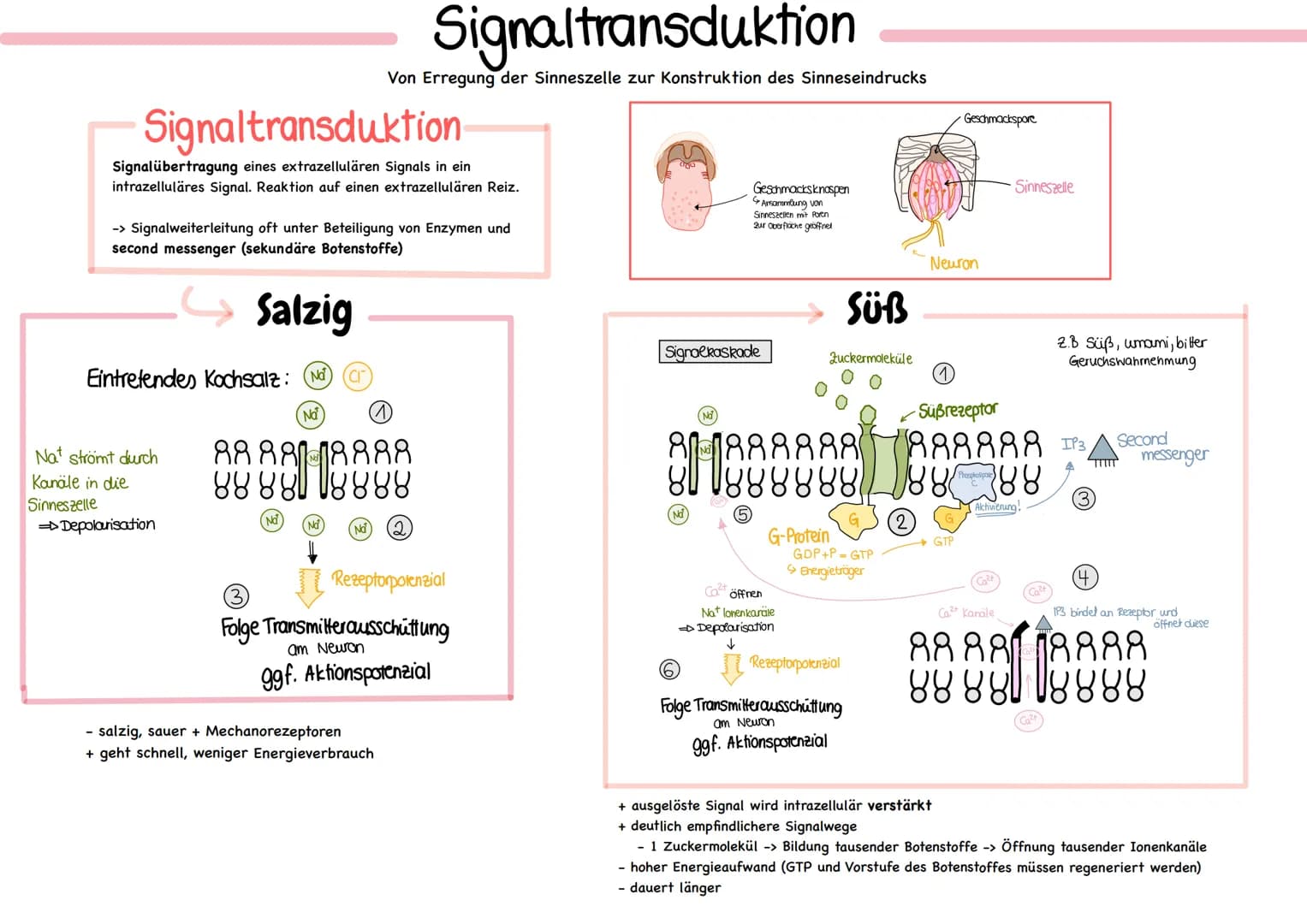 glables
endoplasmatische
Retikulum
raues
endoplasmatische
Retikulum
Aufbau einer
einer Zelle
Ribosom
ellkern mit
Nucleotid
Cytoplasma
ellmem