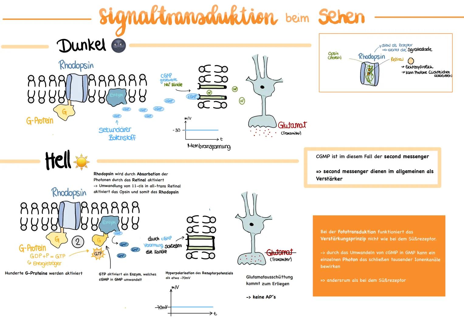 glables
endoplasmatische
Retikulum
raues
endoplasmatische
Retikulum
Aufbau einer
einer Zelle
Ribosom
ellkern mit
Nucleotid
Cytoplasma
ellmem