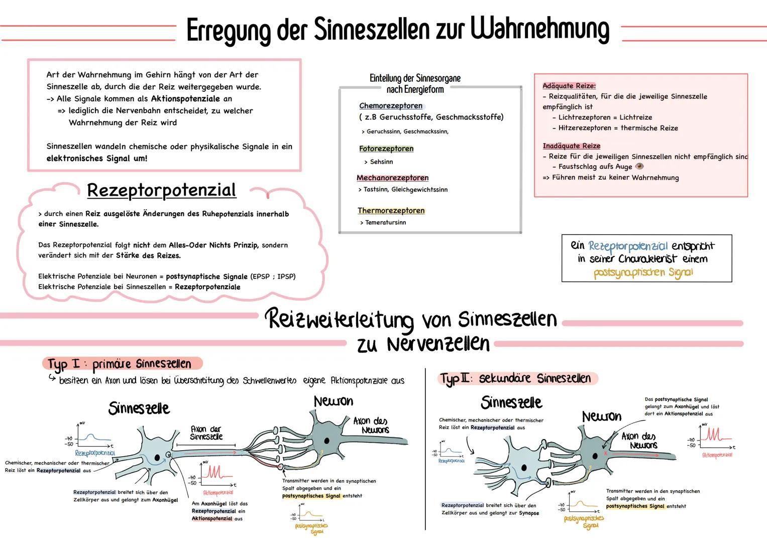 glables
endoplasmatische
Retikulum
raues
endoplasmatische
Retikulum
Aufbau einer
einer Zelle
Ribosom
ellkern mit
Nucleotid
Cytoplasma
ellmem