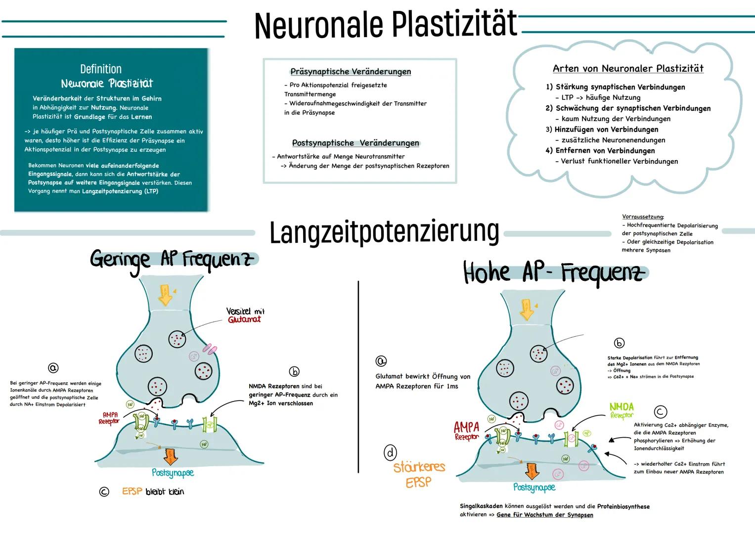 glables
endoplasmatische
Retikulum
raues
endoplasmatische
Retikulum
Aufbau einer
einer Zelle
Ribosom
ellkern mit
Nucleotid
Cytoplasma
ellmem