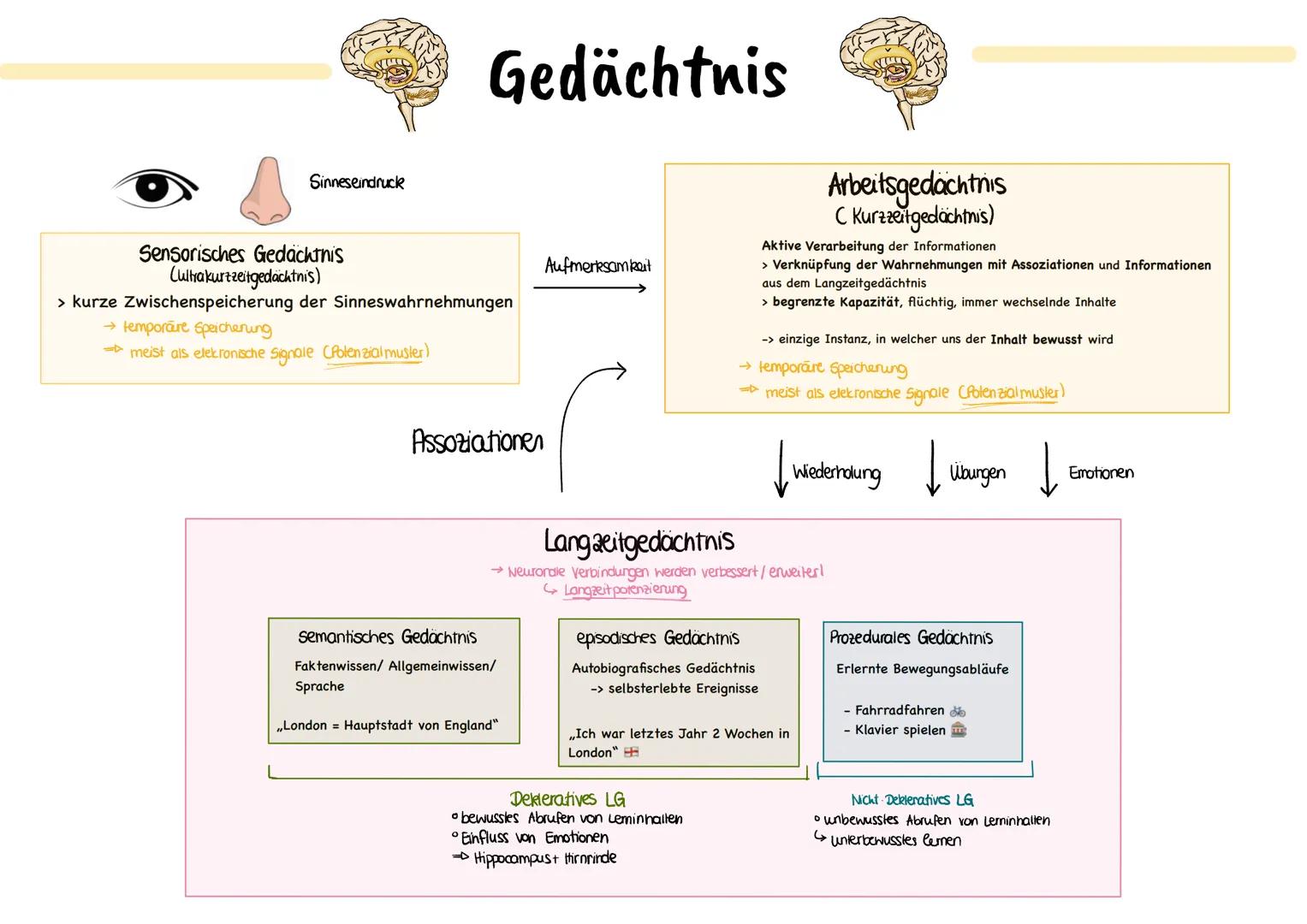 glables
endoplasmatische
Retikulum
raues
endoplasmatische
Retikulum
Aufbau einer
einer Zelle
Ribosom
ellkern mit
Nucleotid
Cytoplasma
ellmem