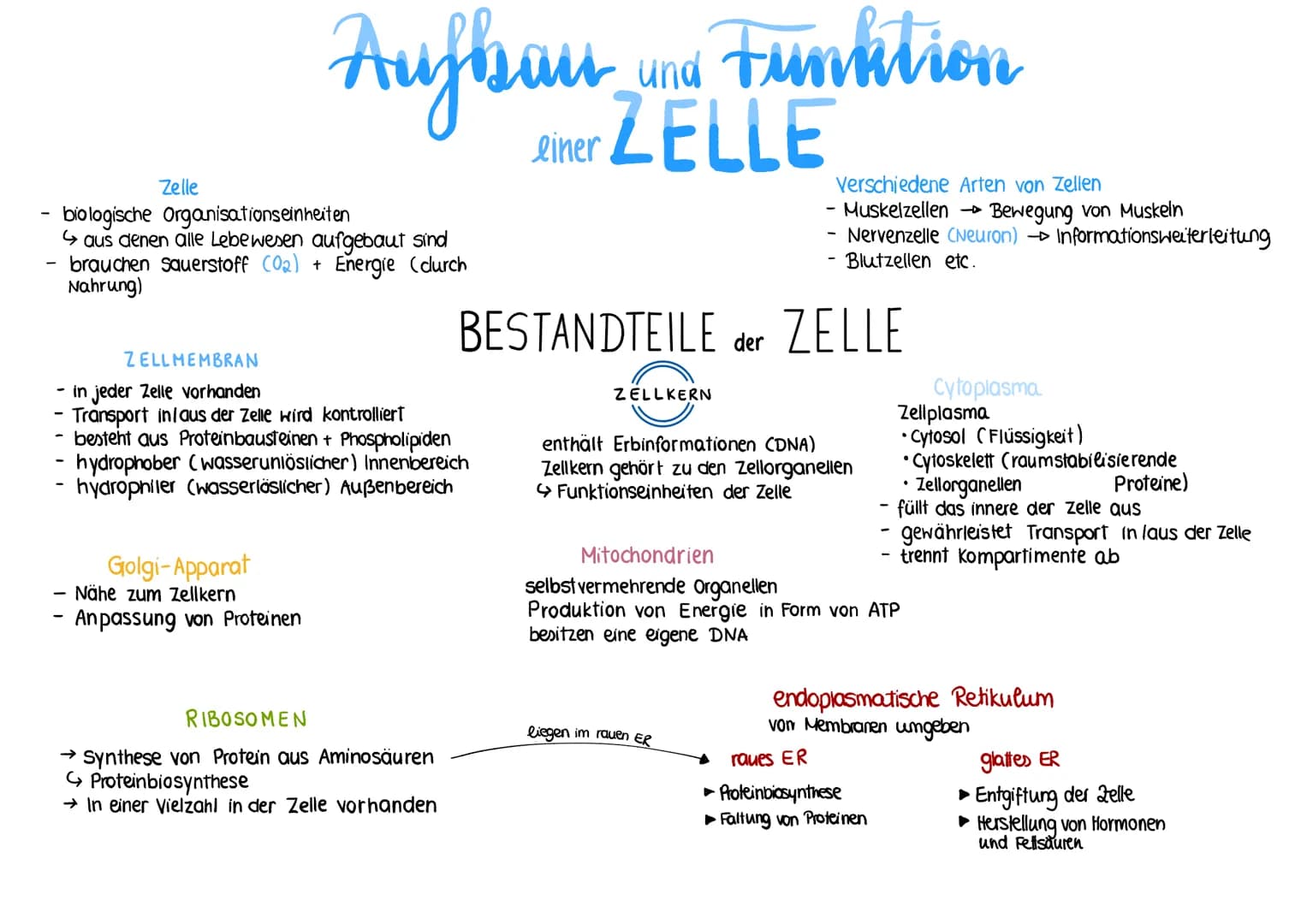 glables
endoplasmatische
Retikulum
raues
endoplasmatische
Retikulum
Aufbau einer
einer Zelle
Ribosom
ellkern mit
Nucleotid
Cytoplasma
ellmem