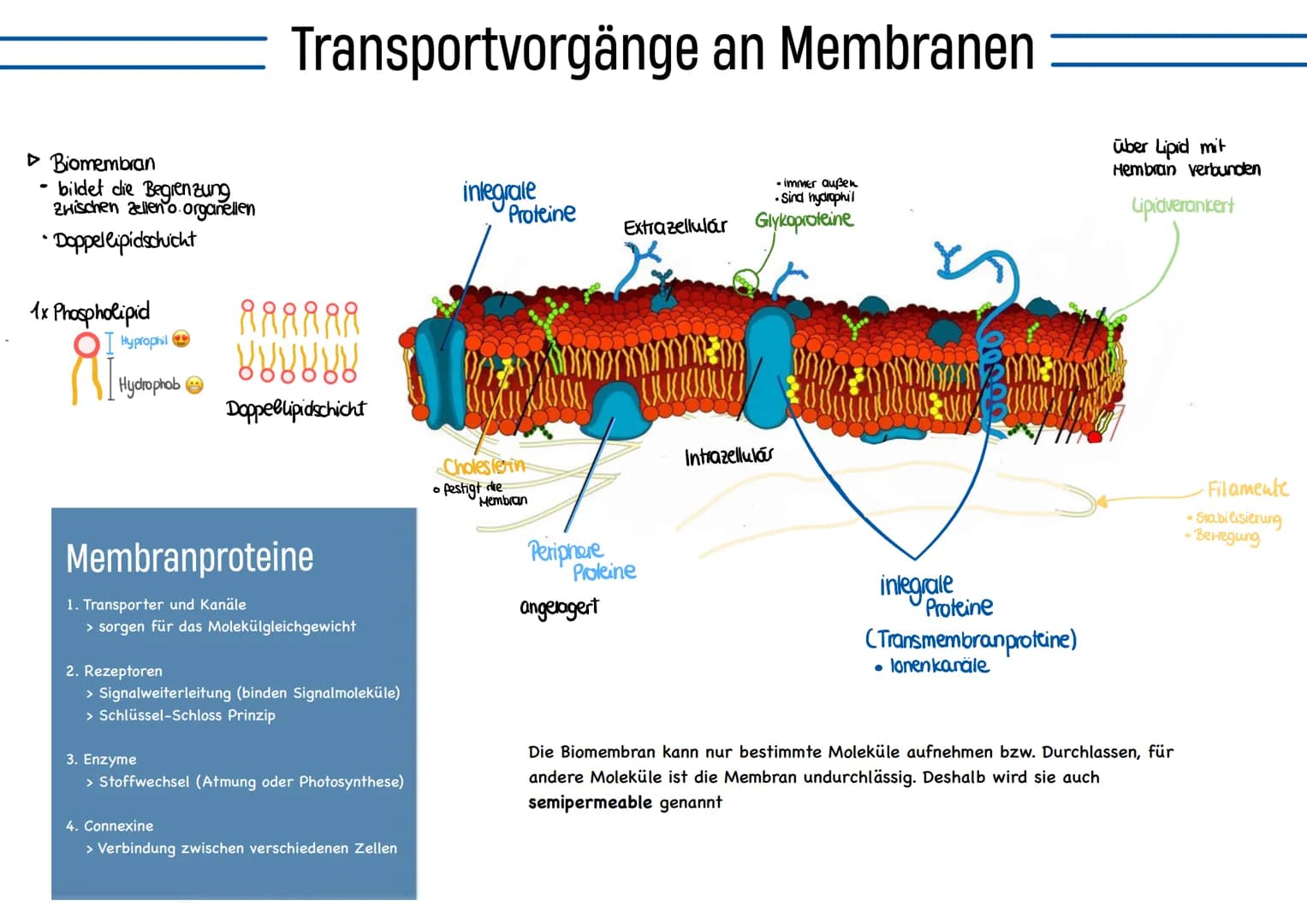 glables
endoplasmatische
Retikulum
raues
endoplasmatische
Retikulum
Aufbau einer
einer Zelle
Ribosom
ellkern mit
Nucleotid
Cytoplasma
ellmem