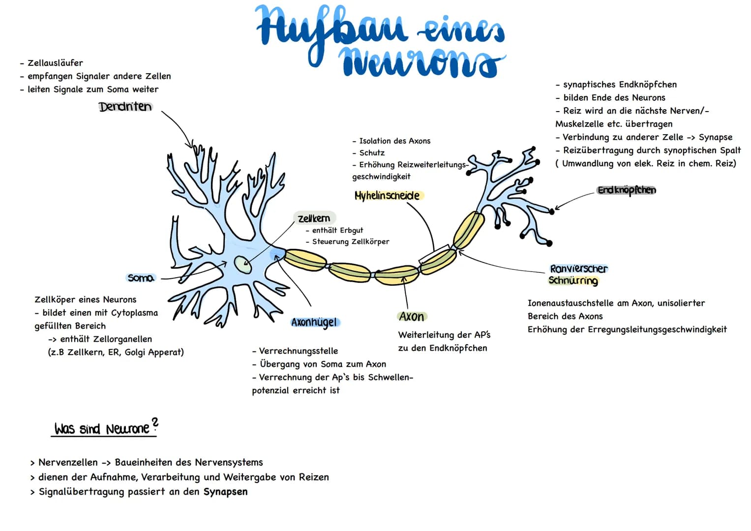 glables
endoplasmatische
Retikulum
raues
endoplasmatische
Retikulum
Aufbau einer
einer Zelle
Ribosom
ellkern mit
Nucleotid
Cytoplasma
ellmem