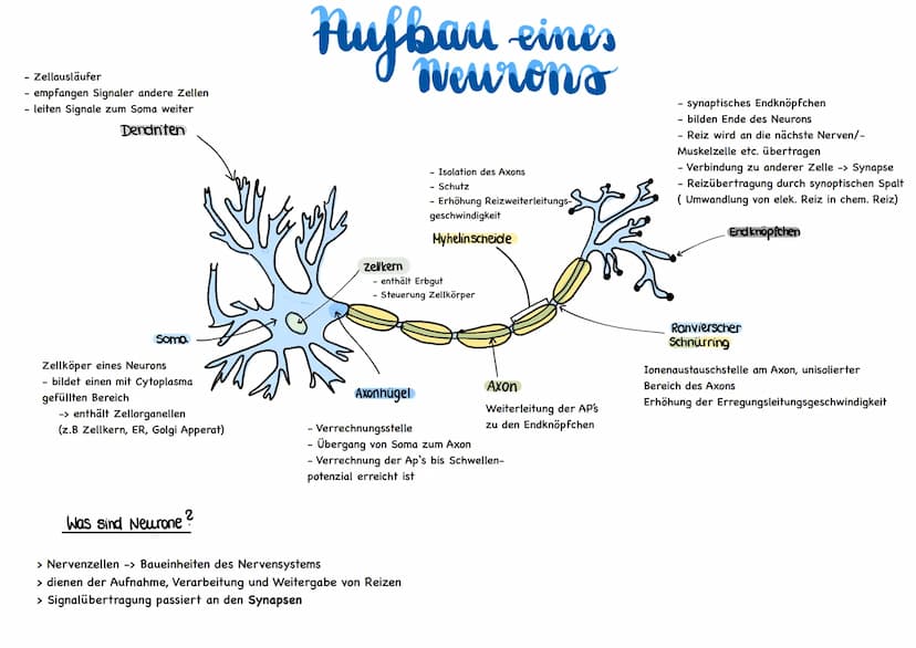 glables
endoplasmatische
Retikulum
raues
endoplasmatische
Retikulum
Aufbau einer
einer Zelle
Ribosom
ellkern mit
Nucleotid
Cytoplasma
ellmem