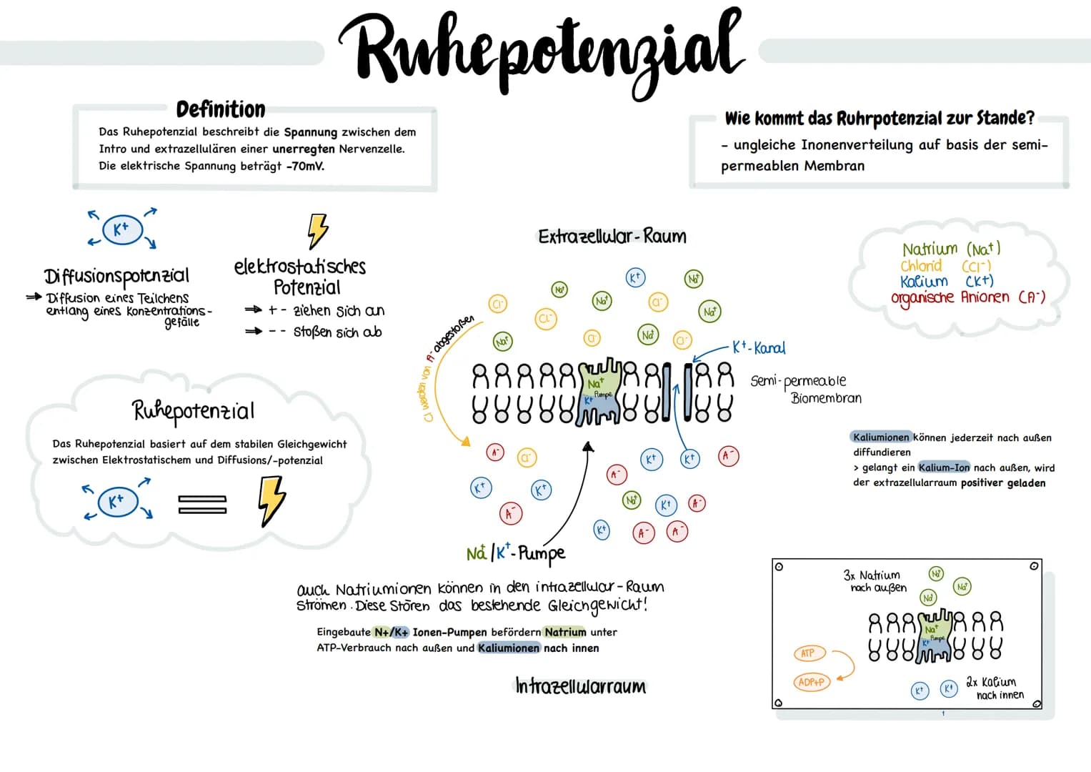 glables
endoplasmatische
Retikulum
raues
endoplasmatische
Retikulum
Aufbau einer
einer Zelle
Ribosom
ellkern mit
Nucleotid
Cytoplasma
ellmem