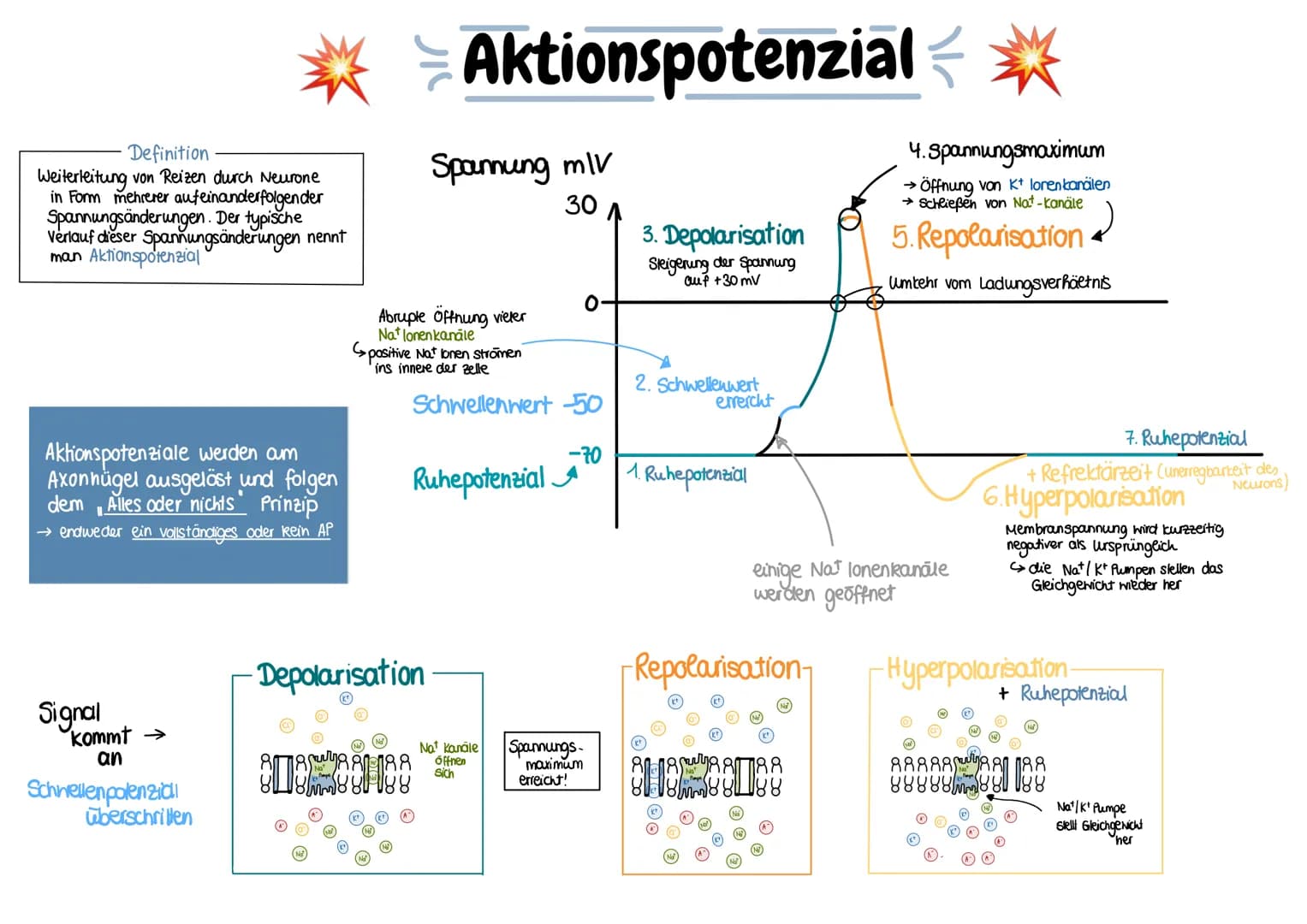 glables
endoplasmatische
Retikulum
raues
endoplasmatische
Retikulum
Aufbau einer
einer Zelle
Ribosom
ellkern mit
Nucleotid
Cytoplasma
ellmem