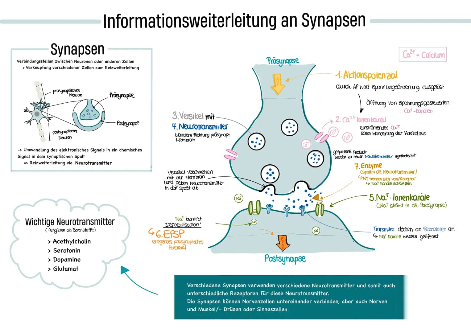 glables
endoplasmatische
Retikulum
raues
endoplasmatische
Retikulum
Aufbau einer
einer Zelle
Ribosom
ellkern mit
Nucleotid
Cytoplasma
ellmem