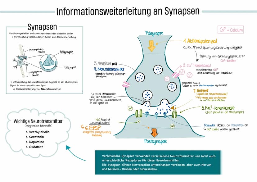 glables
endoplasmatische
Retikulum
raues
endoplasmatische
Retikulum
Aufbau einer
einer Zelle
Ribosom
ellkern mit
Nucleotid
Cytoplasma
ellmem