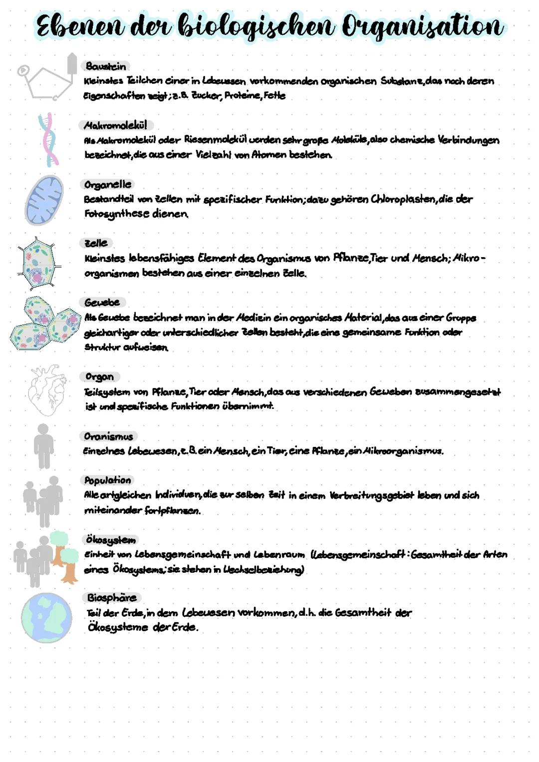 Organisationsebenen Biologie: Von der Zelle zum Organismus