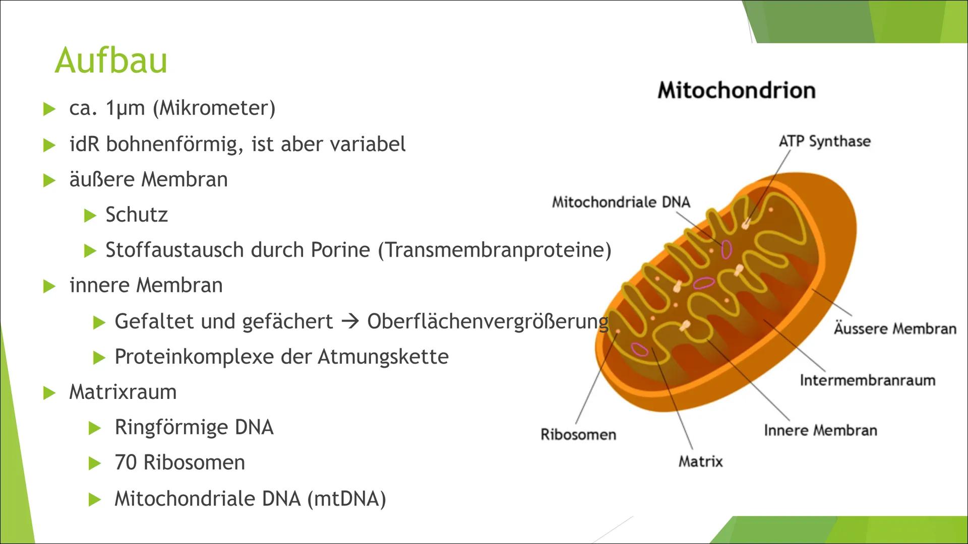 Mitochondrien
Die ,,Kraftwerke" der Zelle Inhalt
Aufbau
►Grundtypen
Mitochondriale DNA
Endosymbiontentheorie
Funktion/Aufgaben
Energieproduk