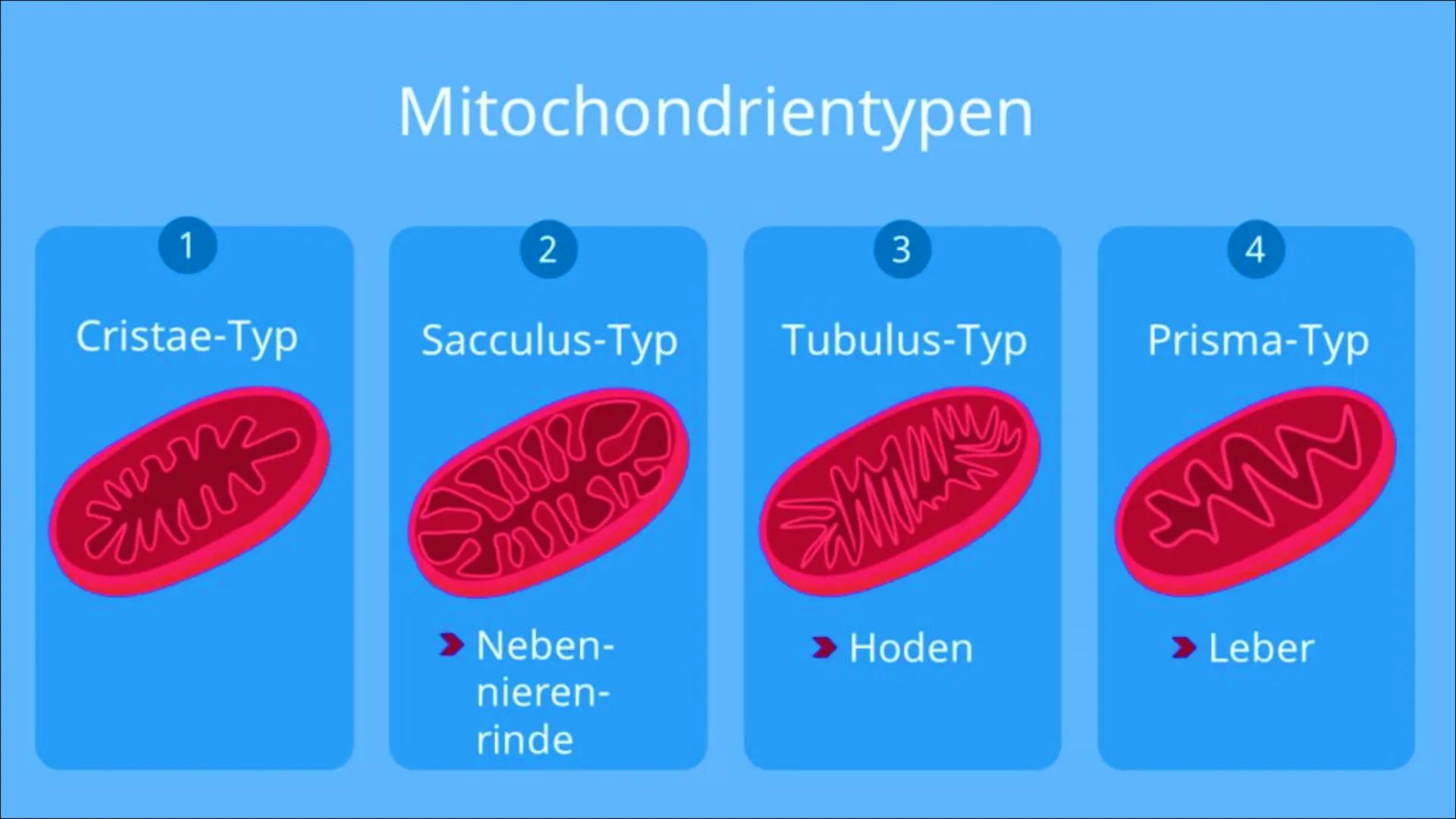Mitochondrien
Die ,,Kraftwerke" der Zelle Inhalt
Aufbau
►Grundtypen
Mitochondriale DNA
Endosymbiontentheorie
Funktion/Aufgaben
Energieproduk