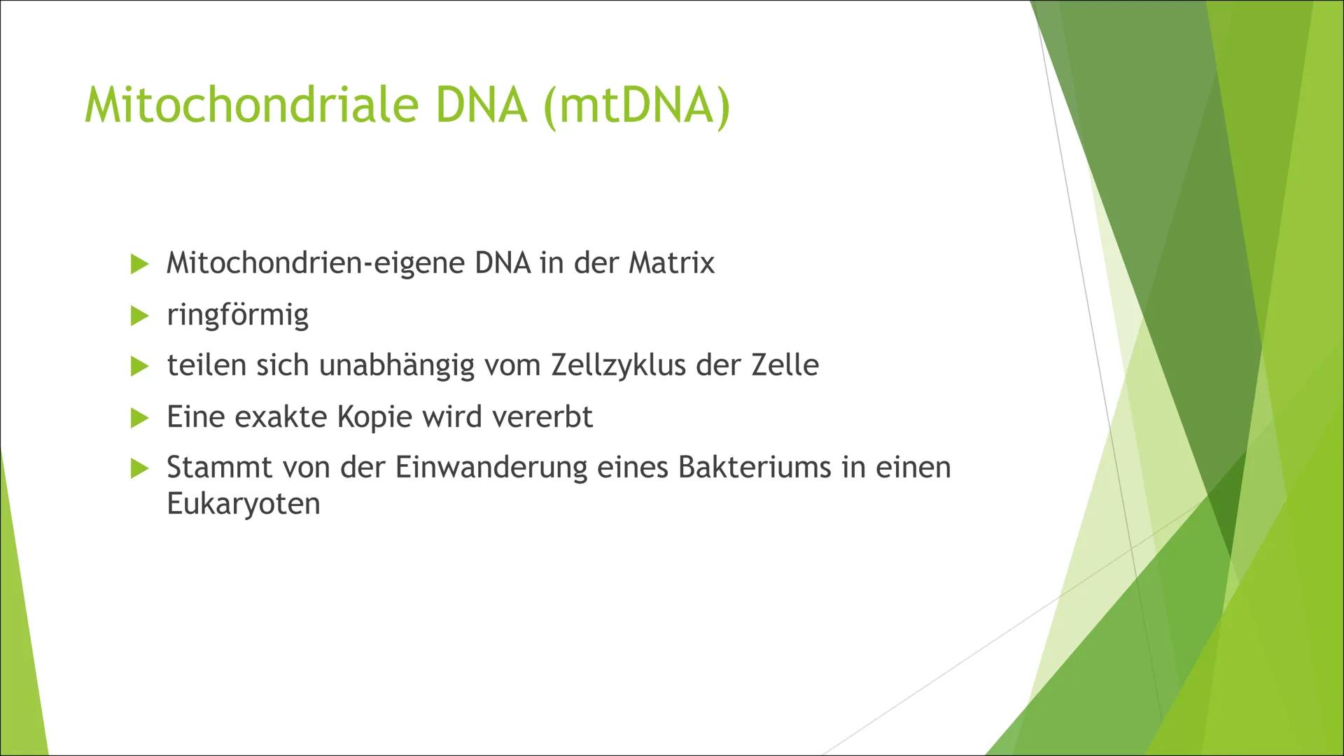 Mitochondrien
Die ,,Kraftwerke" der Zelle Inhalt
Aufbau
►Grundtypen
Mitochondriale DNA
Endosymbiontentheorie
Funktion/Aufgaben
Energieproduk